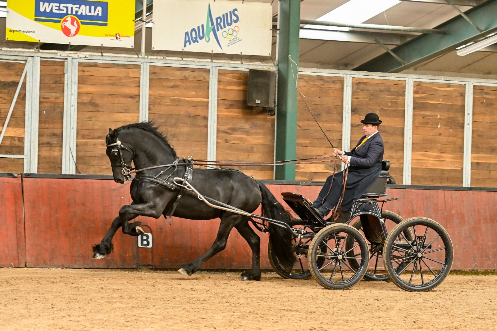 allround-fries hengst 4 years old zwart for sale - Photo 6