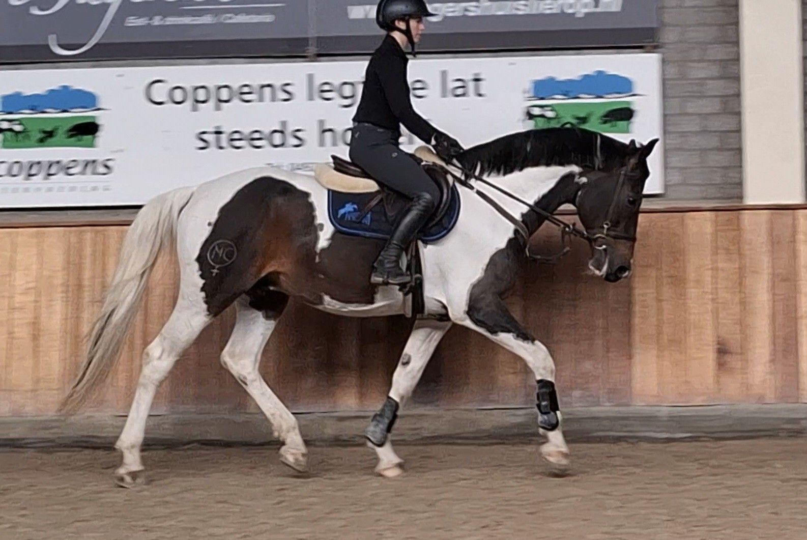GEZOCHT springpaarden 4 tot 12 jaar