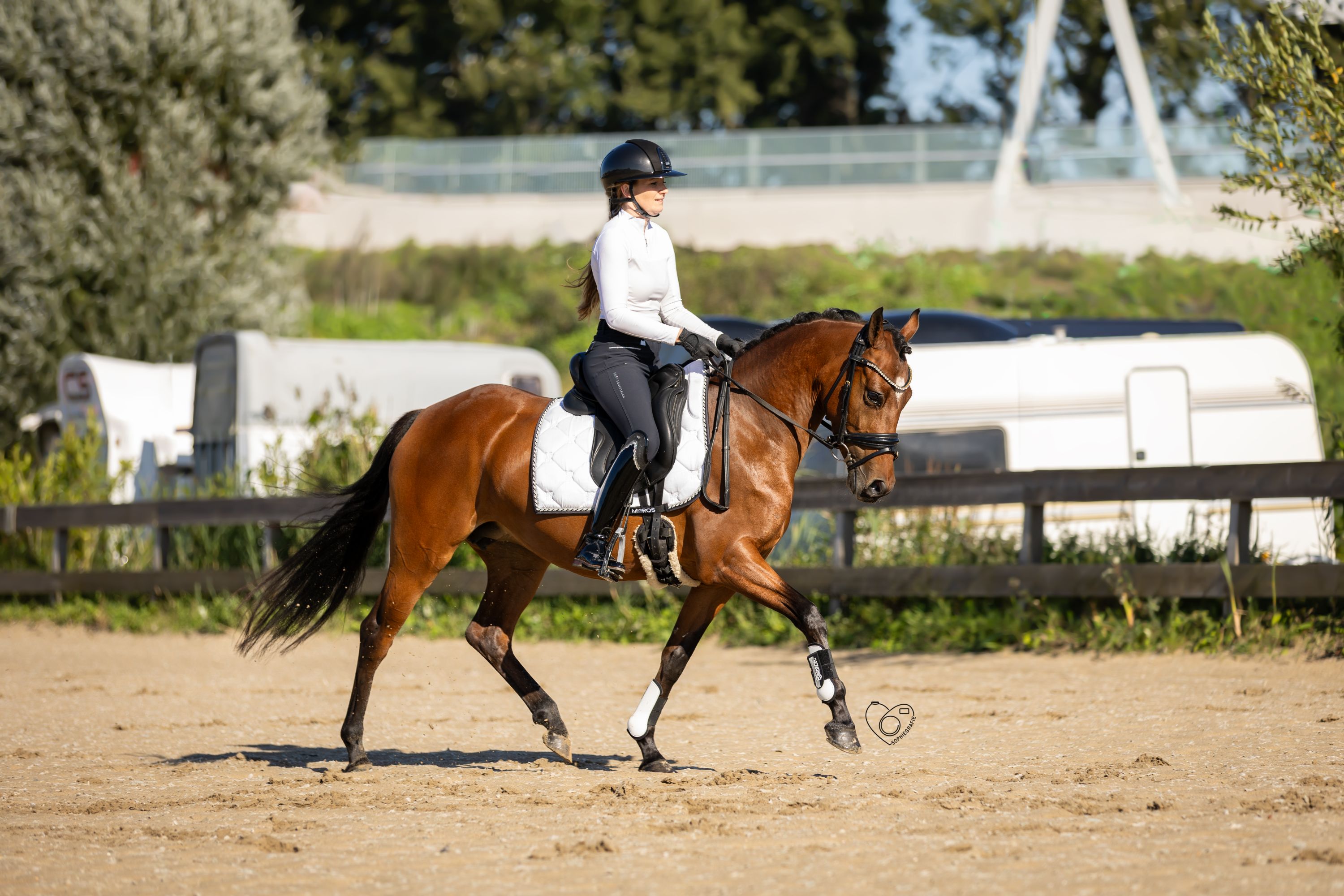 new-forest allround-pony ruin 10 años donkerbruin en venta - Foto 5