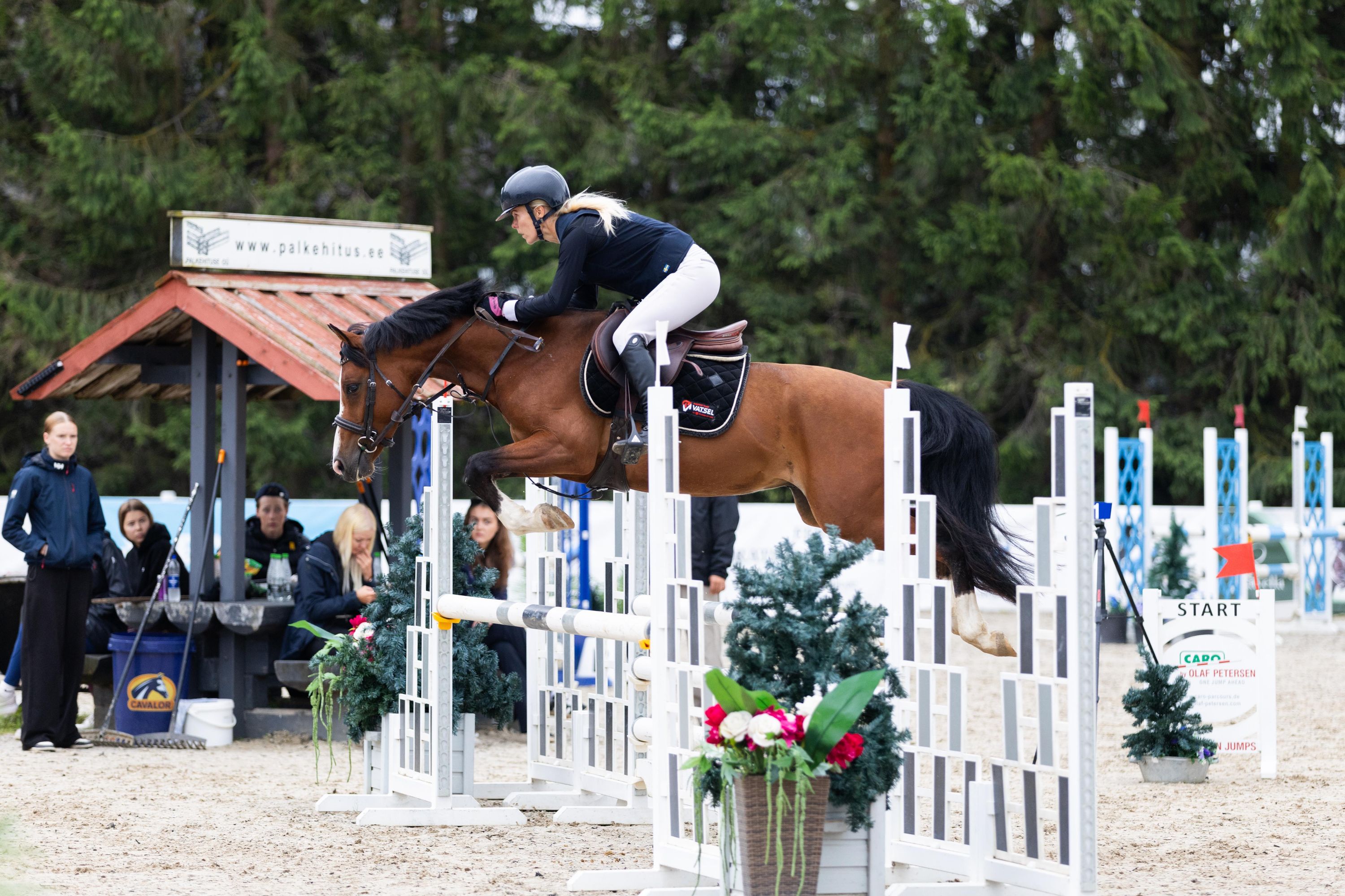 new-forest allround-pony ruin 10 años donkerbruin en venta - Foto 2