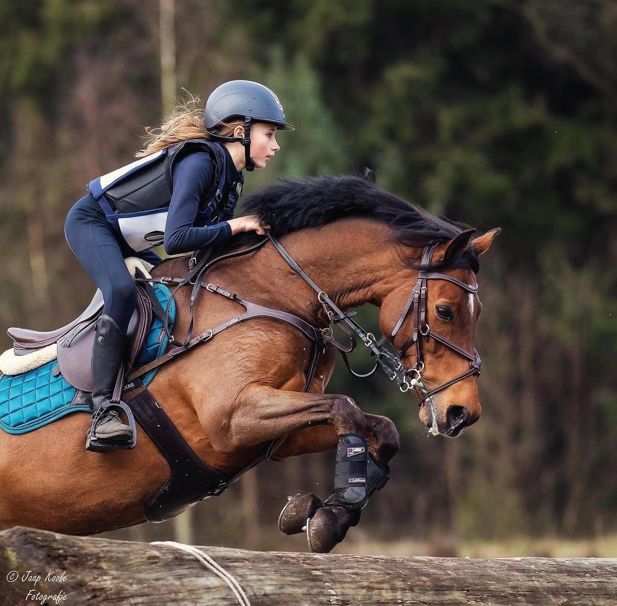 new-forest allround-pony ruin 10 años donkerbruin en venta - Foto 6