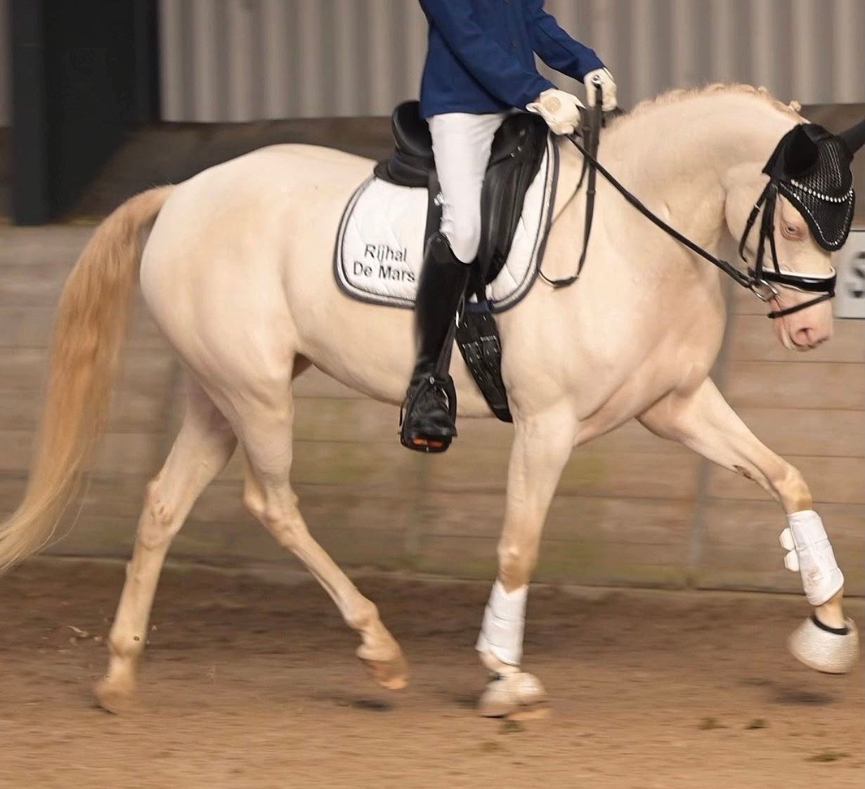 new-forest allround-pony ruin 10 años donkerbruin en venta - Foto 3