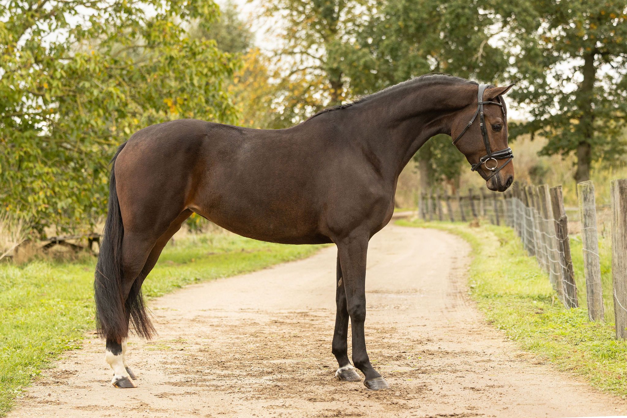 Getalenteerde 3,5 jarige merrie