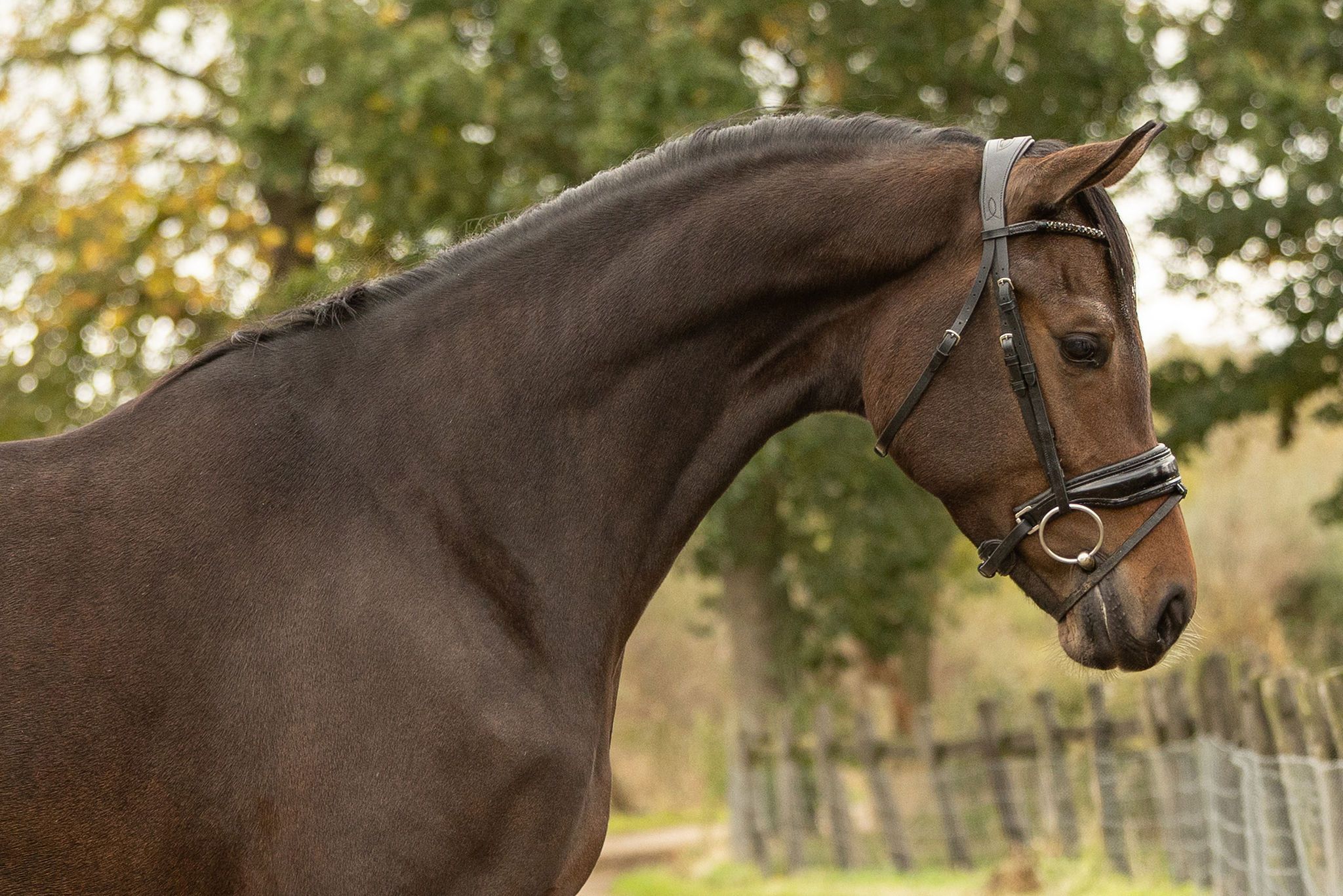 kwpn dressuurpaard merrie 3 سنوات donkerbruin للبيع - صورة 4
