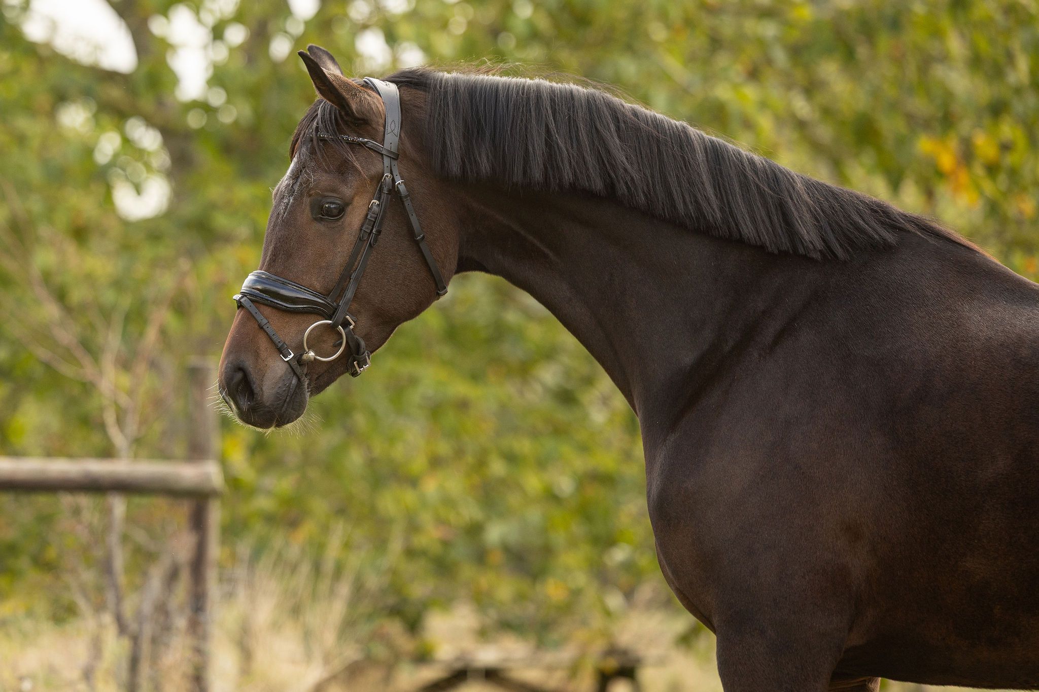 kwpn dressuurpaard merrie 3 سنوات donkerbruin للبيع - صورة 5