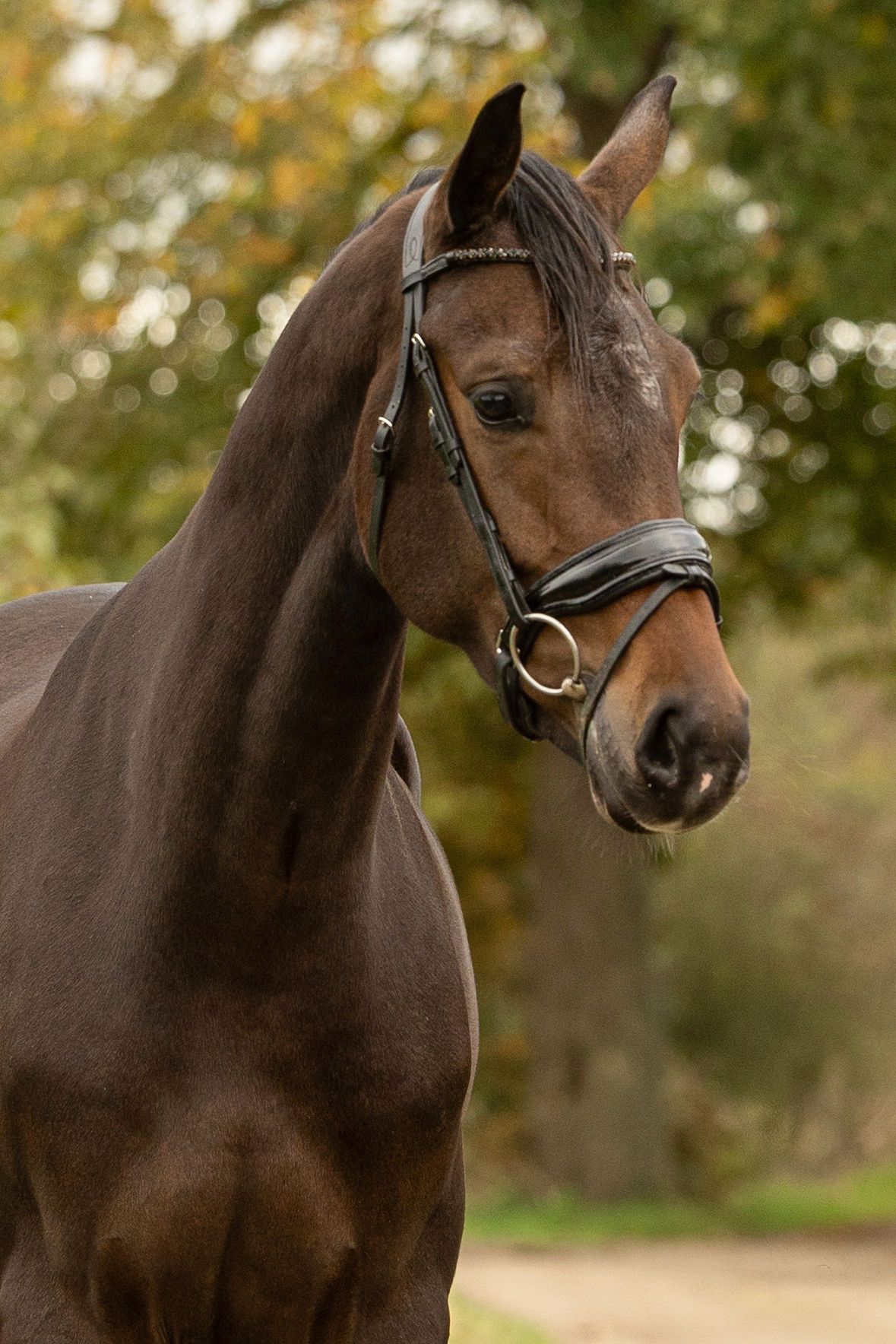 kwpn dressuurpaard merrie 3 سنوات donkerbruin للبيع - صورة 3