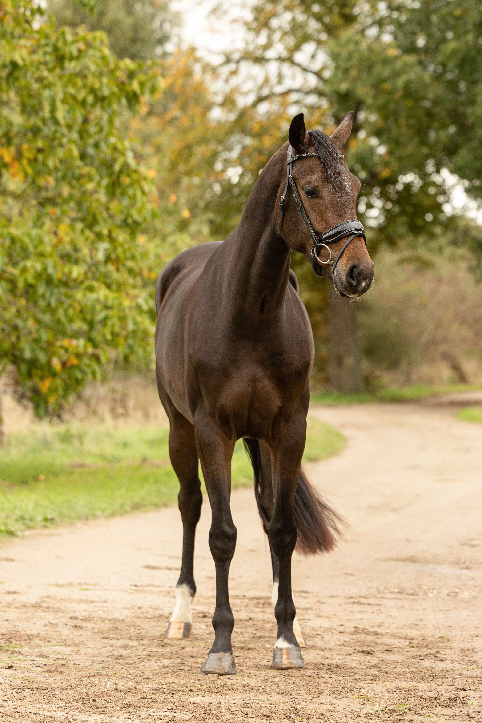 kwpn dressuurpaard merrie 3 سنوات donkerbruin للبيع - صورة 2