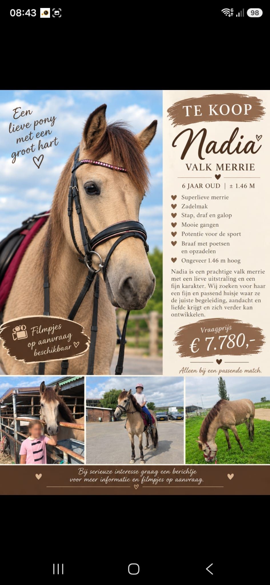 Všestranný pony, klisna, 6 let