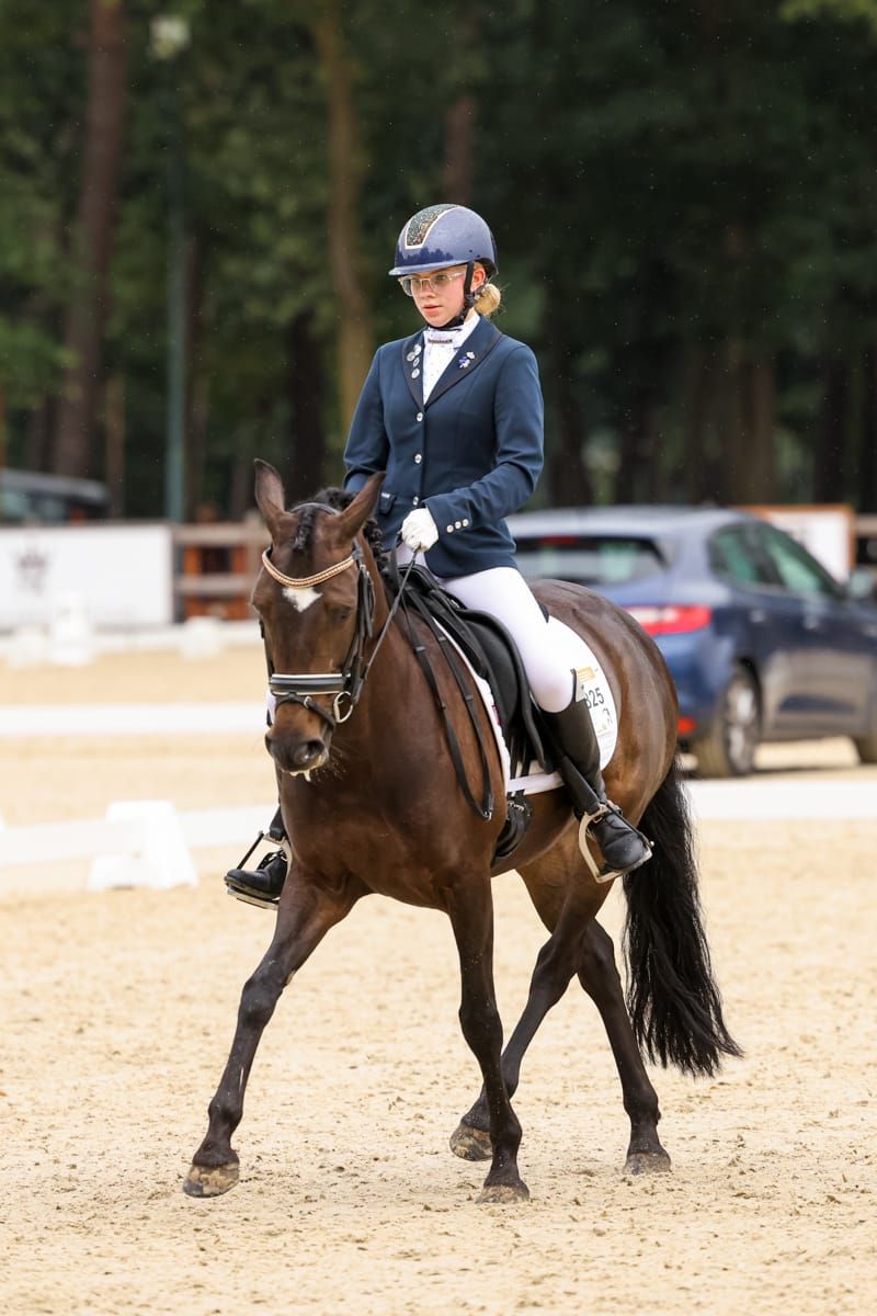 new-forest allround-pony merrie 10 år donkerbruin till salu - Foto 2