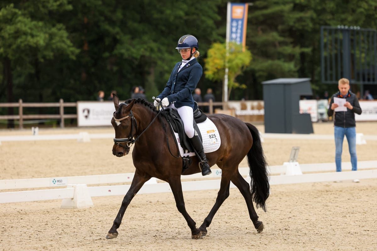new-forest allround-pony merrie 10 år donkerbruin till salu - Foto 3