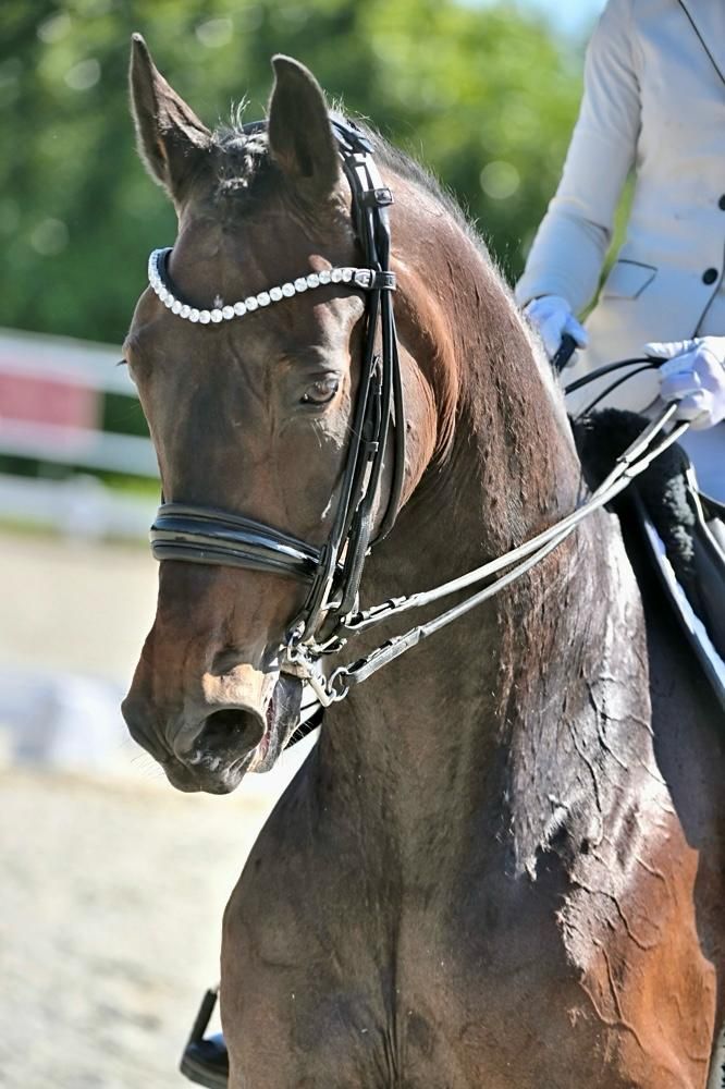 kwpn dressuurpaard merrie 11 år donkerbruin till salu - Foto 2