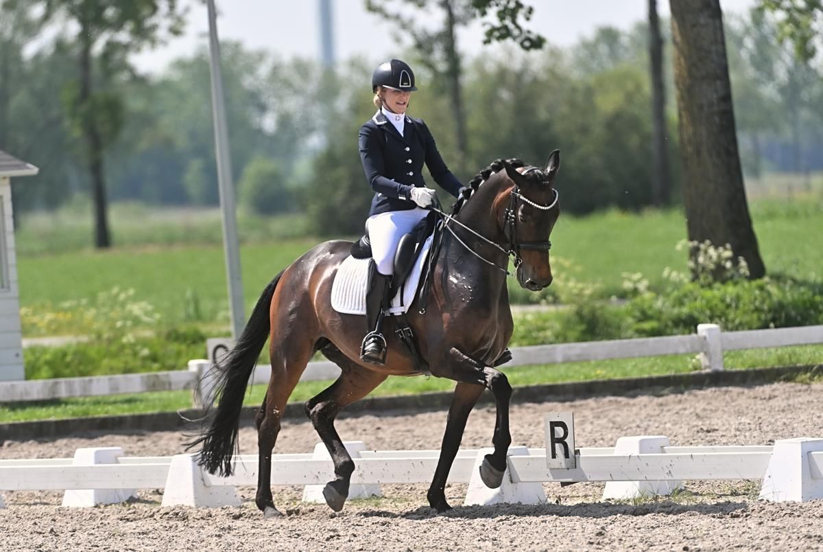 kwpn dressuurpaard merrie 11 år donkerbruin till salu - Foto 3