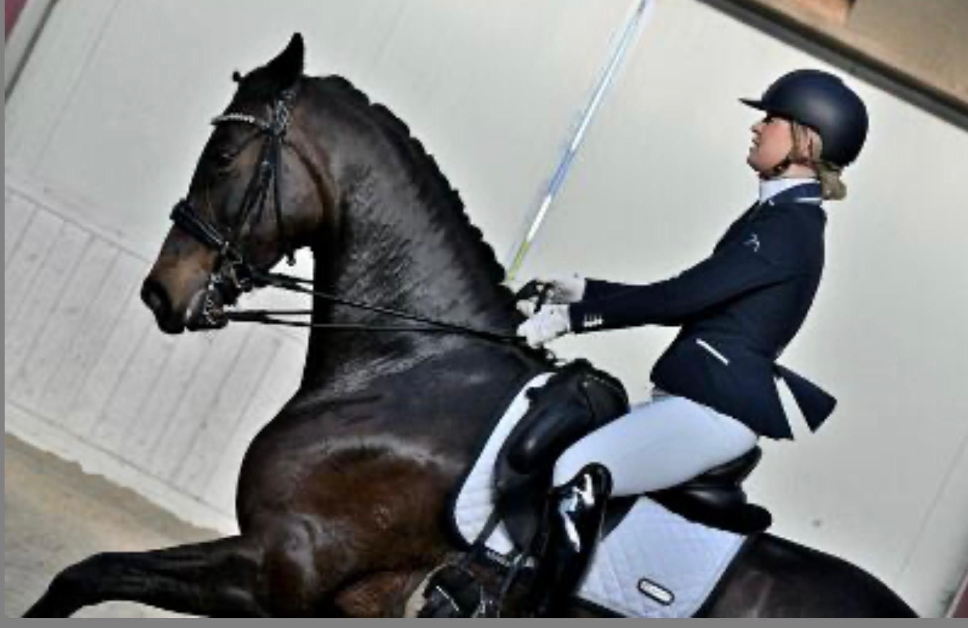 kwpn dressuurpaard merrie 11 år donkerbruin till salu - Foto 4