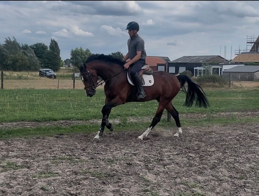 4-year-old versatile gelding by Qannando B & V x Vannan