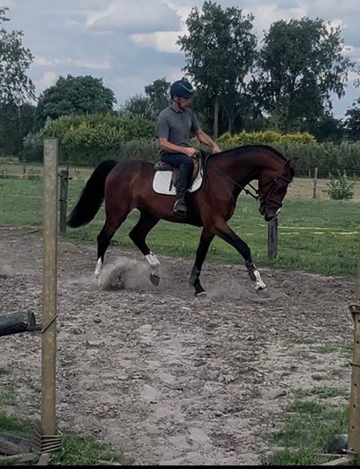zangersheide springpaard ruin 4 years old bruin for sale - Photo 2