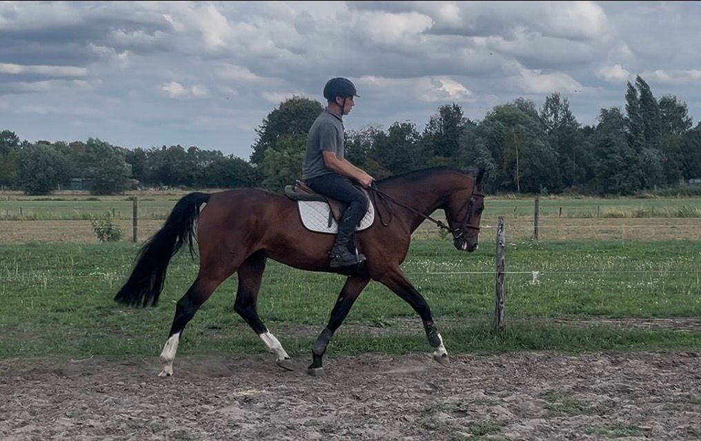 zangersheide springpaard ruin 4 years old bruin for sale - Photo 4