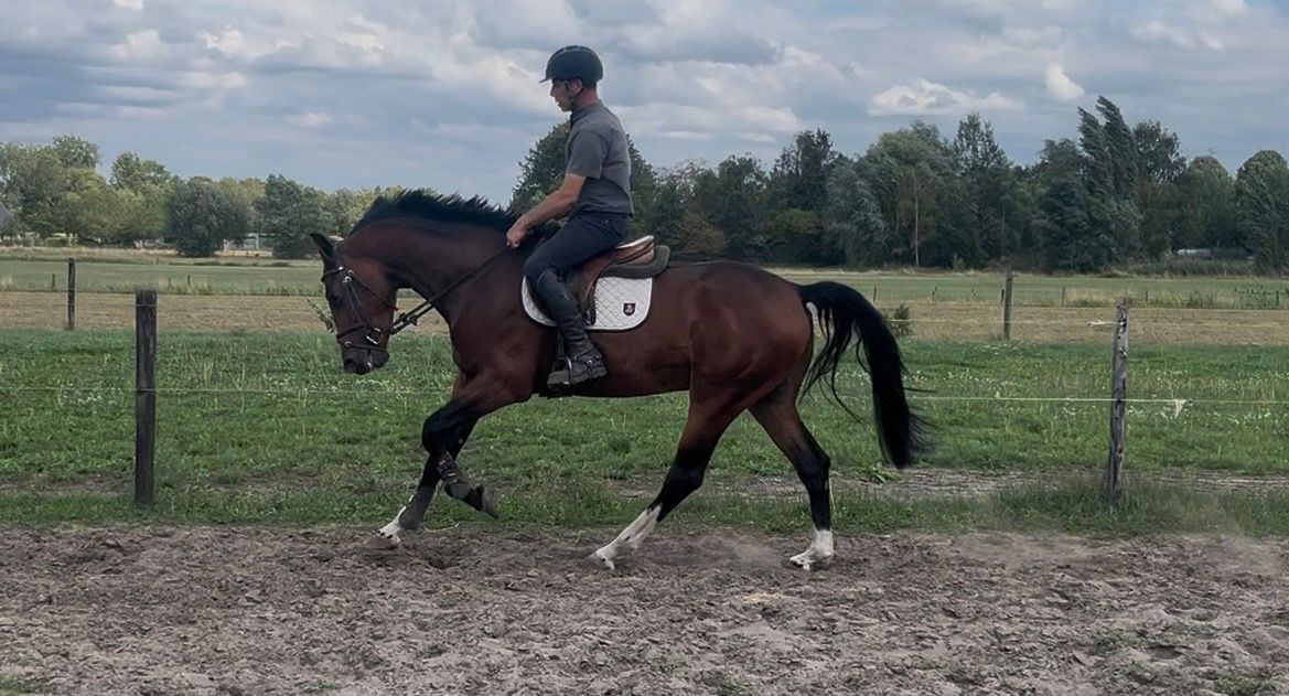 zangersheide springpaard ruin 4 years old bruin for sale - Photo 3
