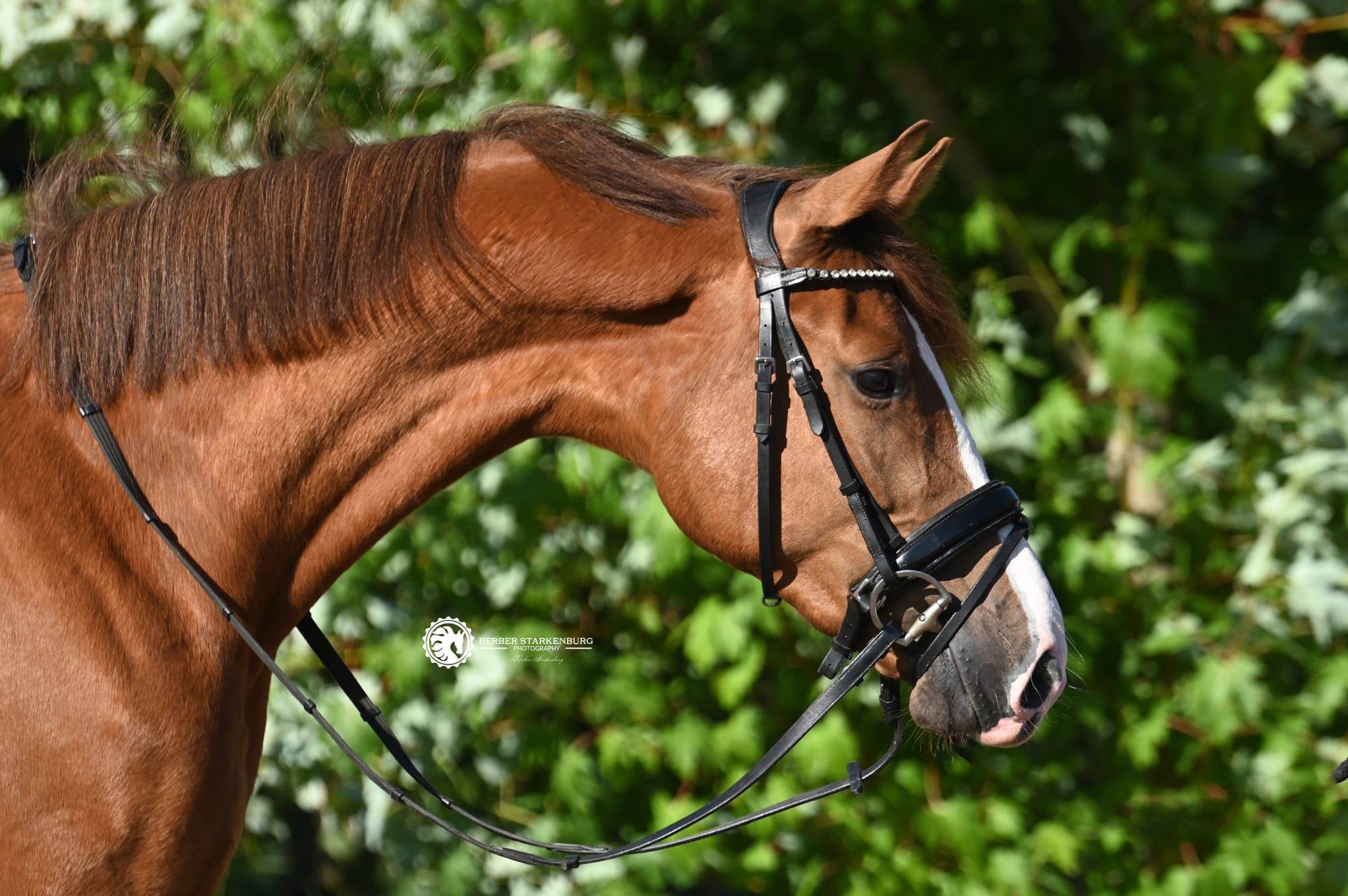 kwpn dressuurpaard ruin 5 år vos till salu - Foto 6