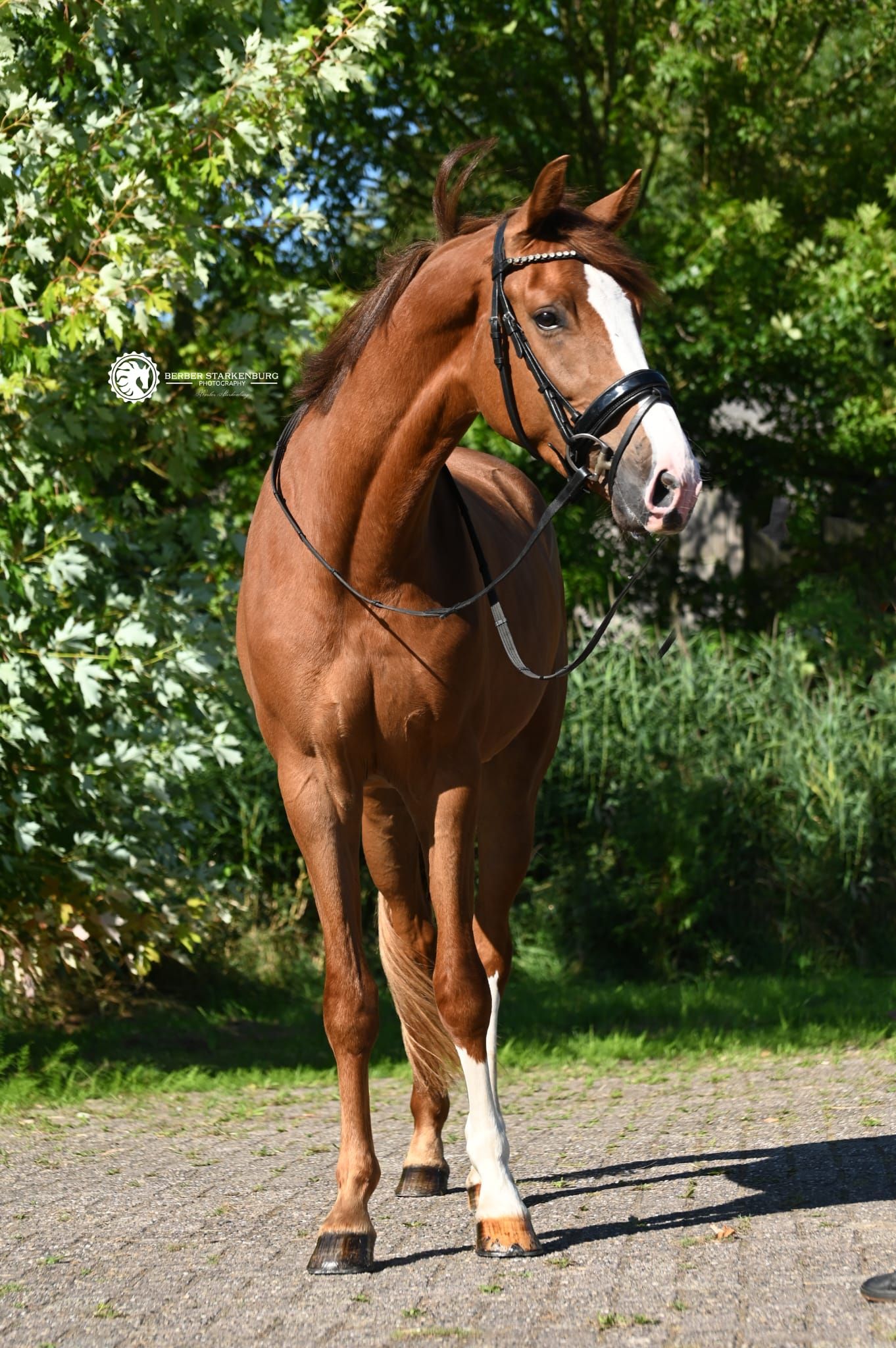 kwpn dressuurpaard ruin 5 år vos till salu - Foto 4
