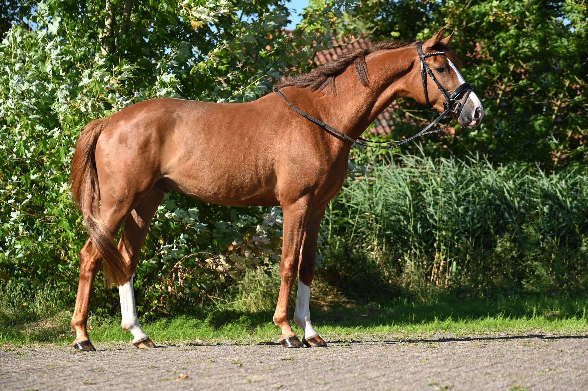kwpn dressuurpaard ruin 5 år vos till salu - Foto 3