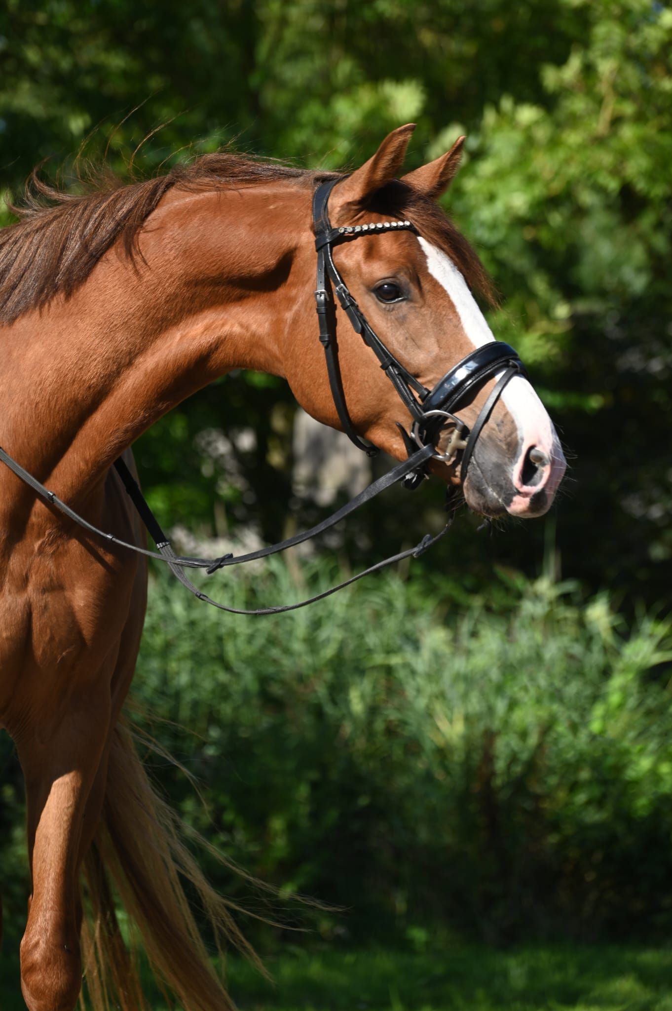 kwpn dressuurpaard ruin 5 år vos till salu - Foto 5
