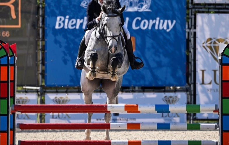 zangersheide springpaard merrie 5 år schimmel till salu - Foto 3