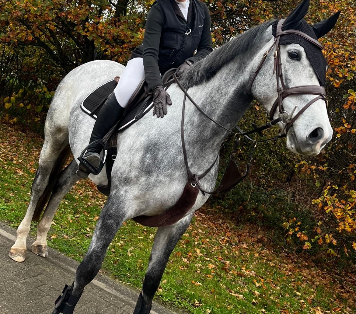 zangersheide springpaard merrie 5 år schimmel till salu - Foto 2