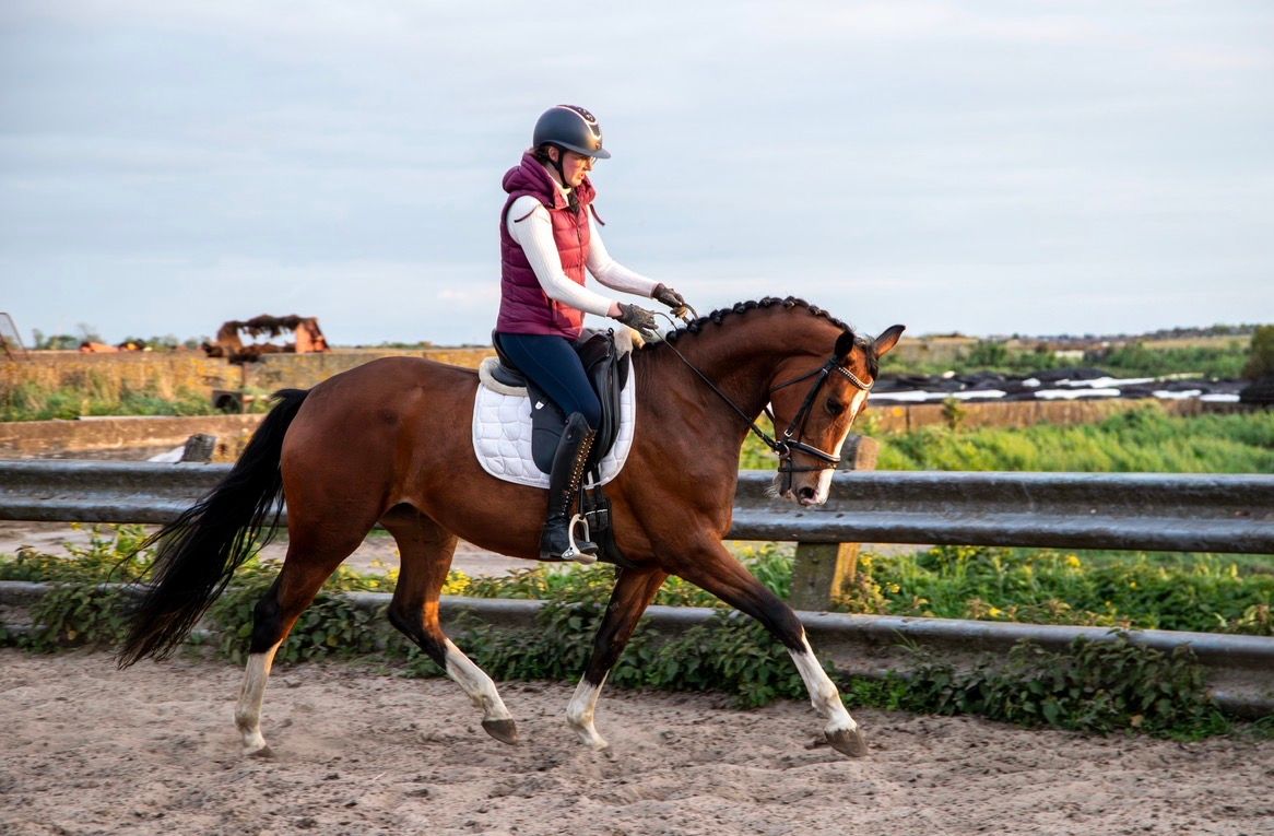 kwpn allrounder merrie 4 jaar bruin te koop - Foto 2