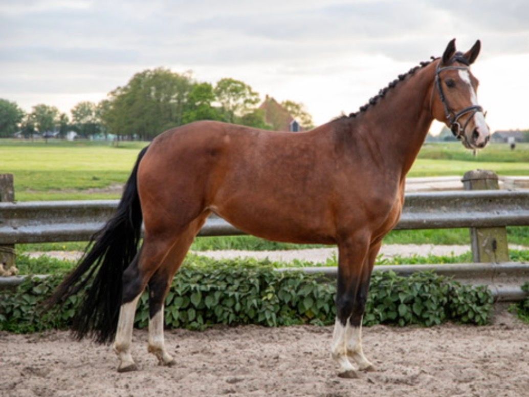 ALLROUND 4,5 jarige For Ferrero merrie