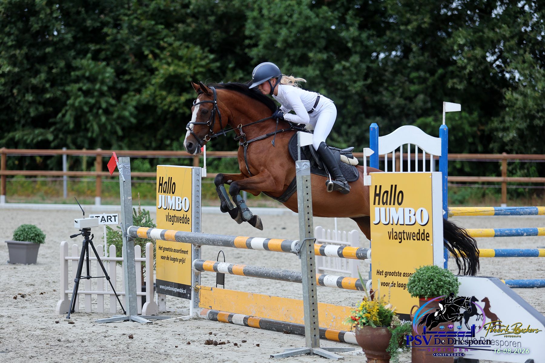 welsh-cob springpony merrie 19 years old bruin for sale - Photo 2