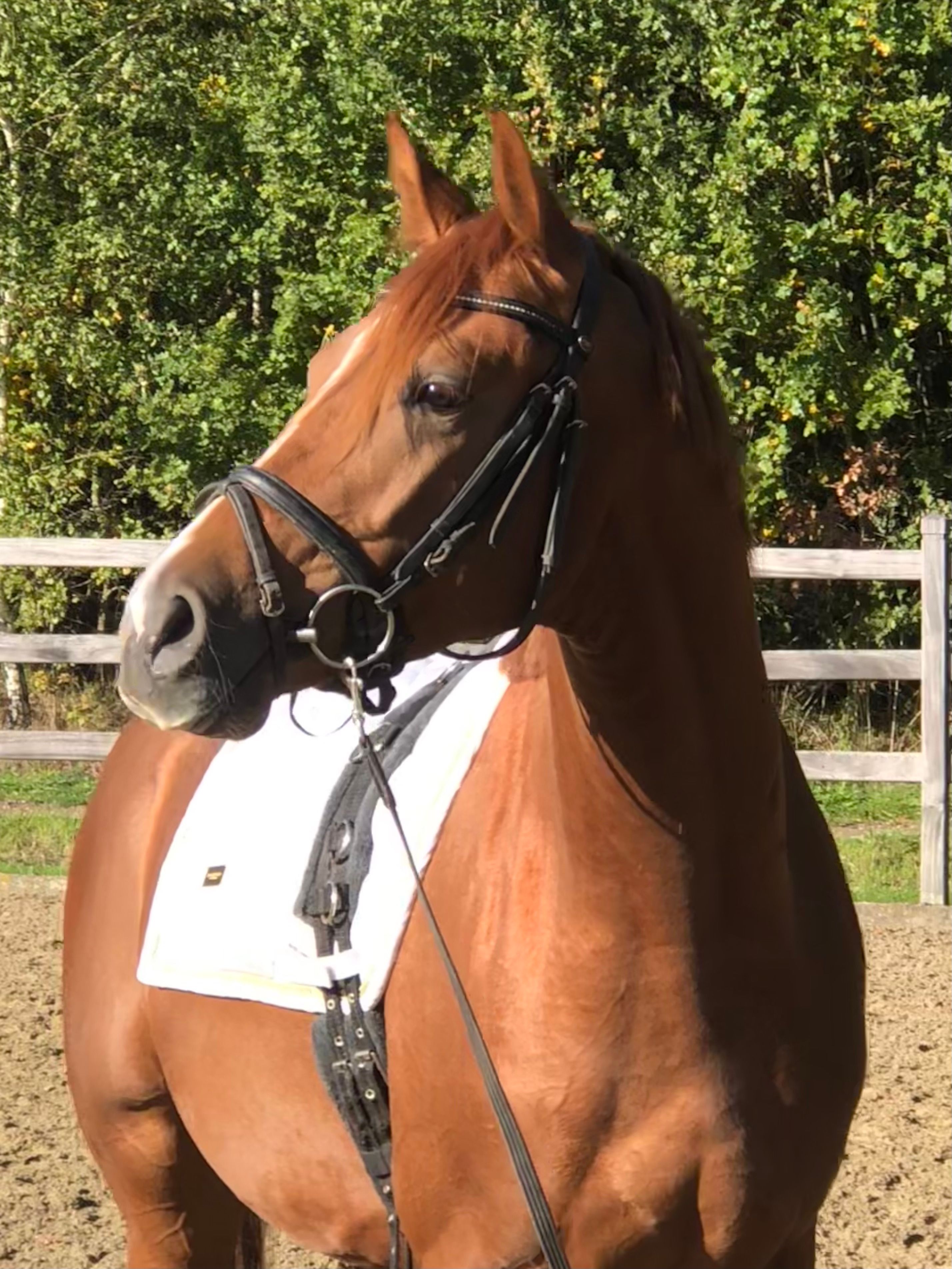 kwpn dressuurpaard hengst 3 jaar vos te koop - Foto 2