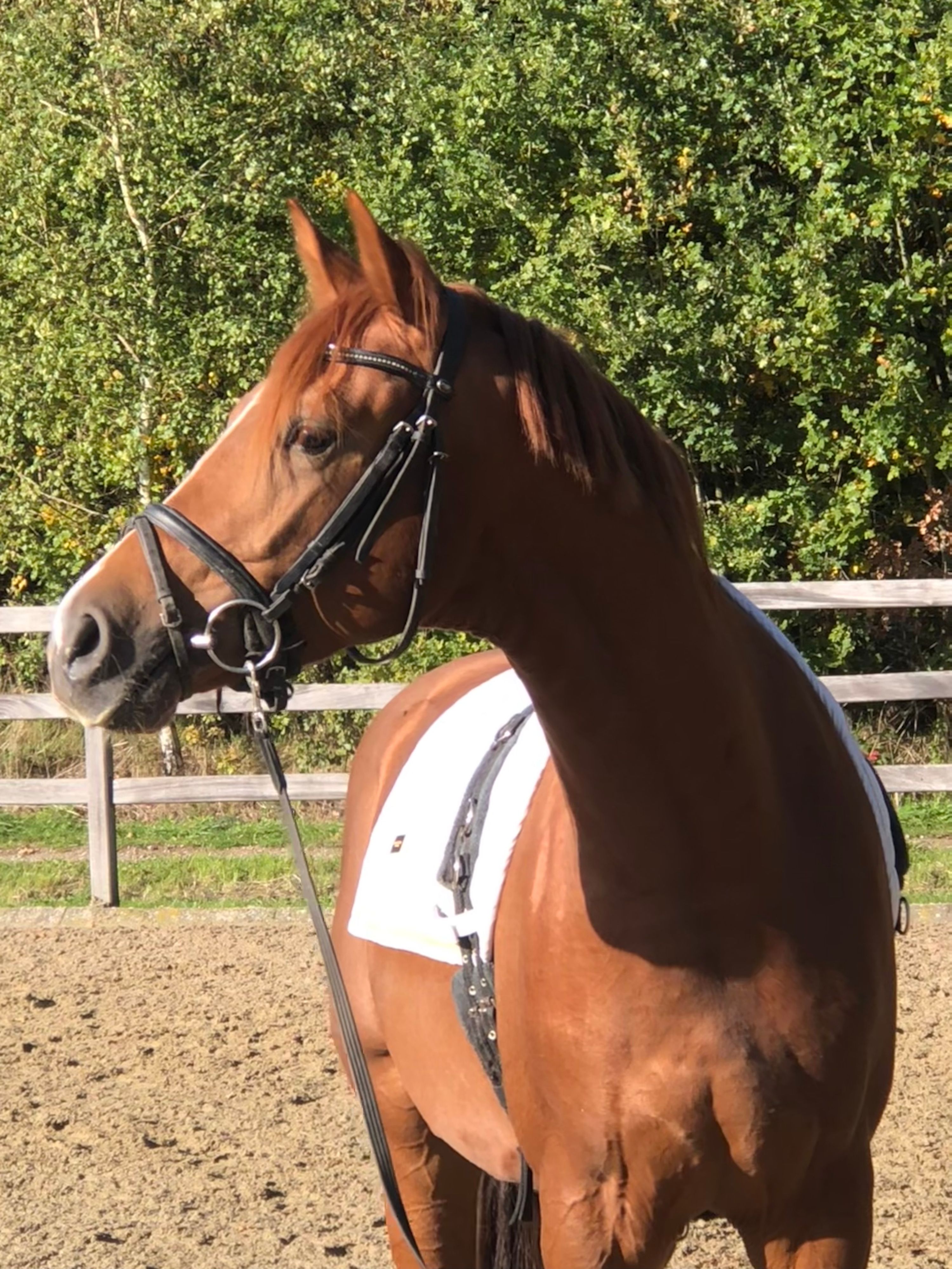 kwpn dressuurpaard hengst 3 jaar vos te koop - Foto 3