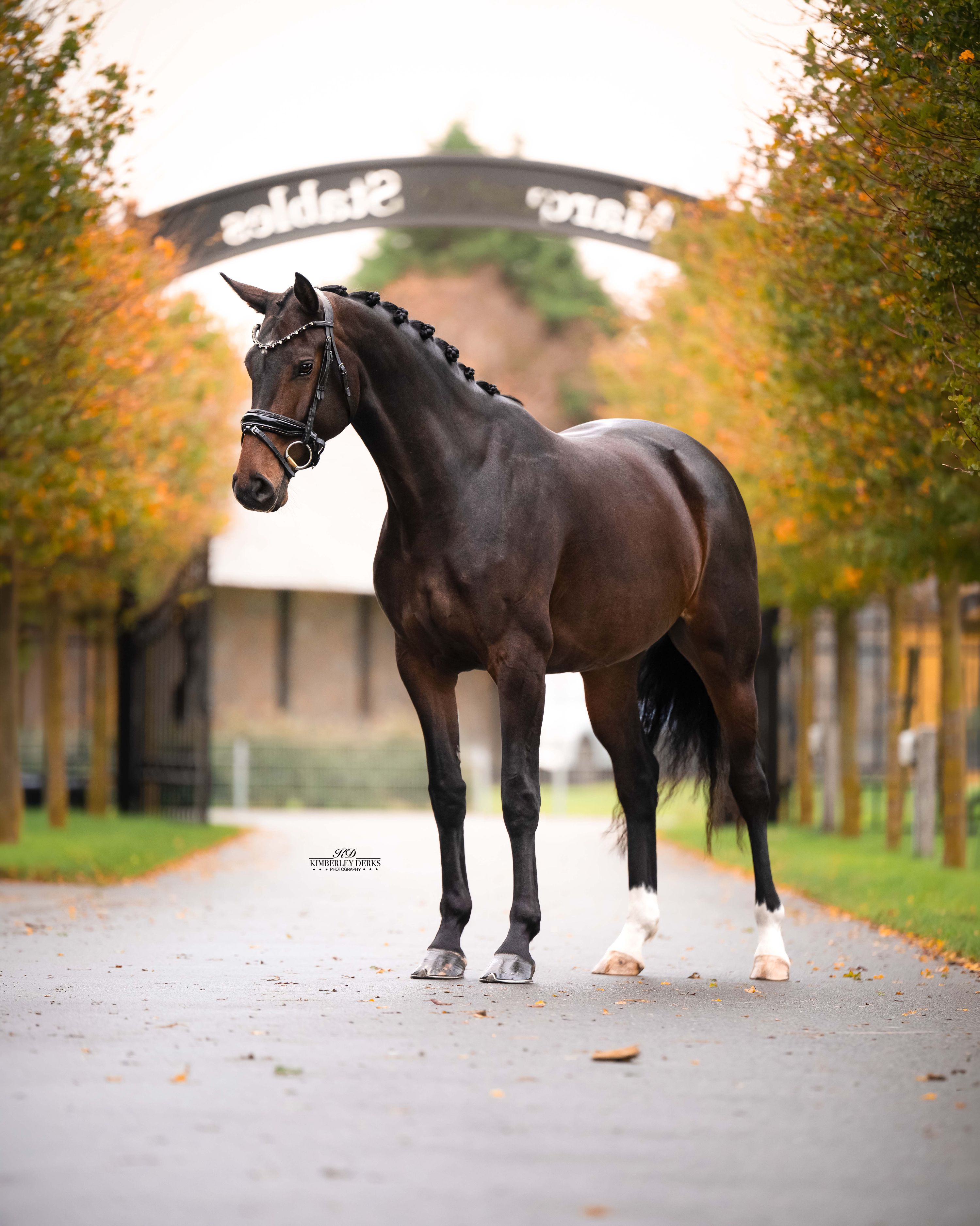 kwpn dressuurpaard merrie 4 år donkerbruin till salu - Foto 3