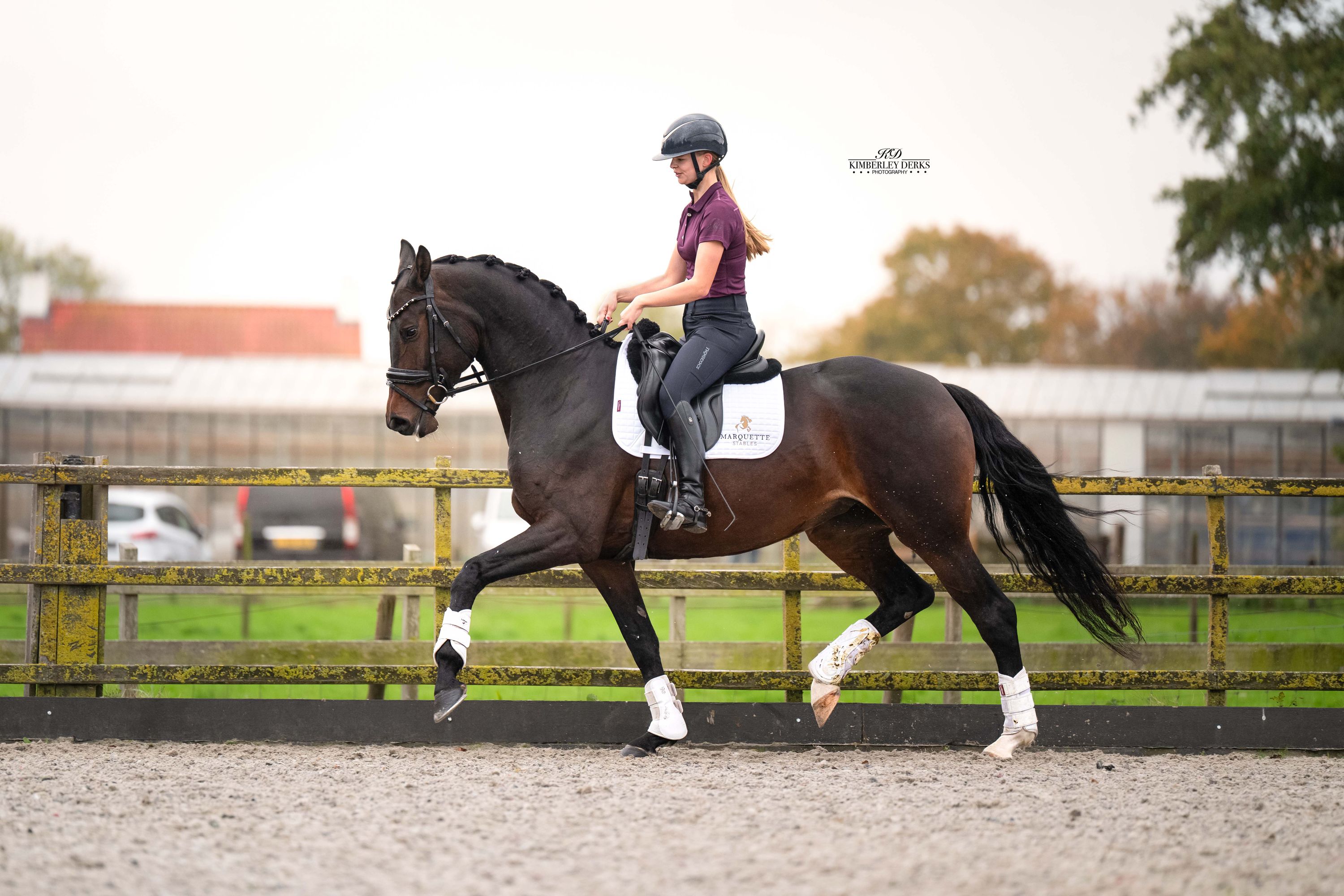 kwpn dressuurpaard merrie 4 år donkerbruin till salu - Foto 2