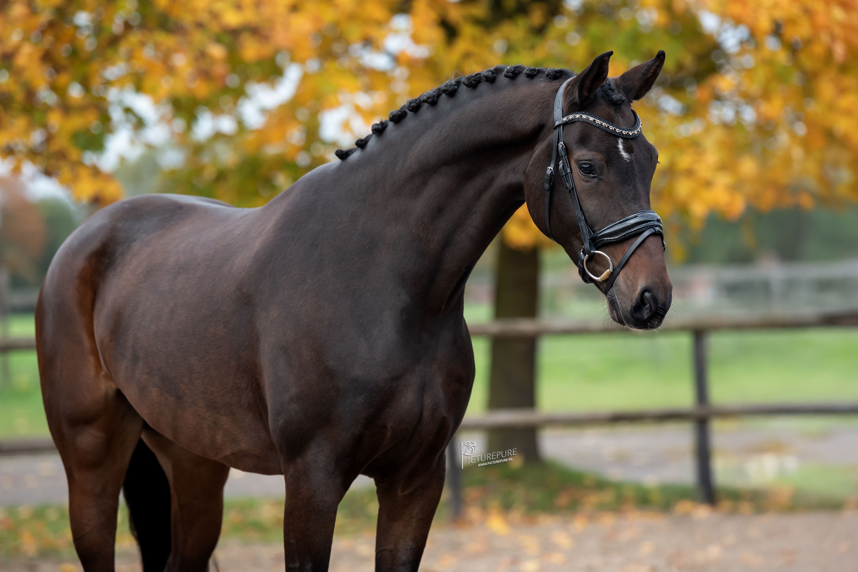 bwp dressuurpaard ruin 6 سنوات donkerbruin للبيع - صورة 3