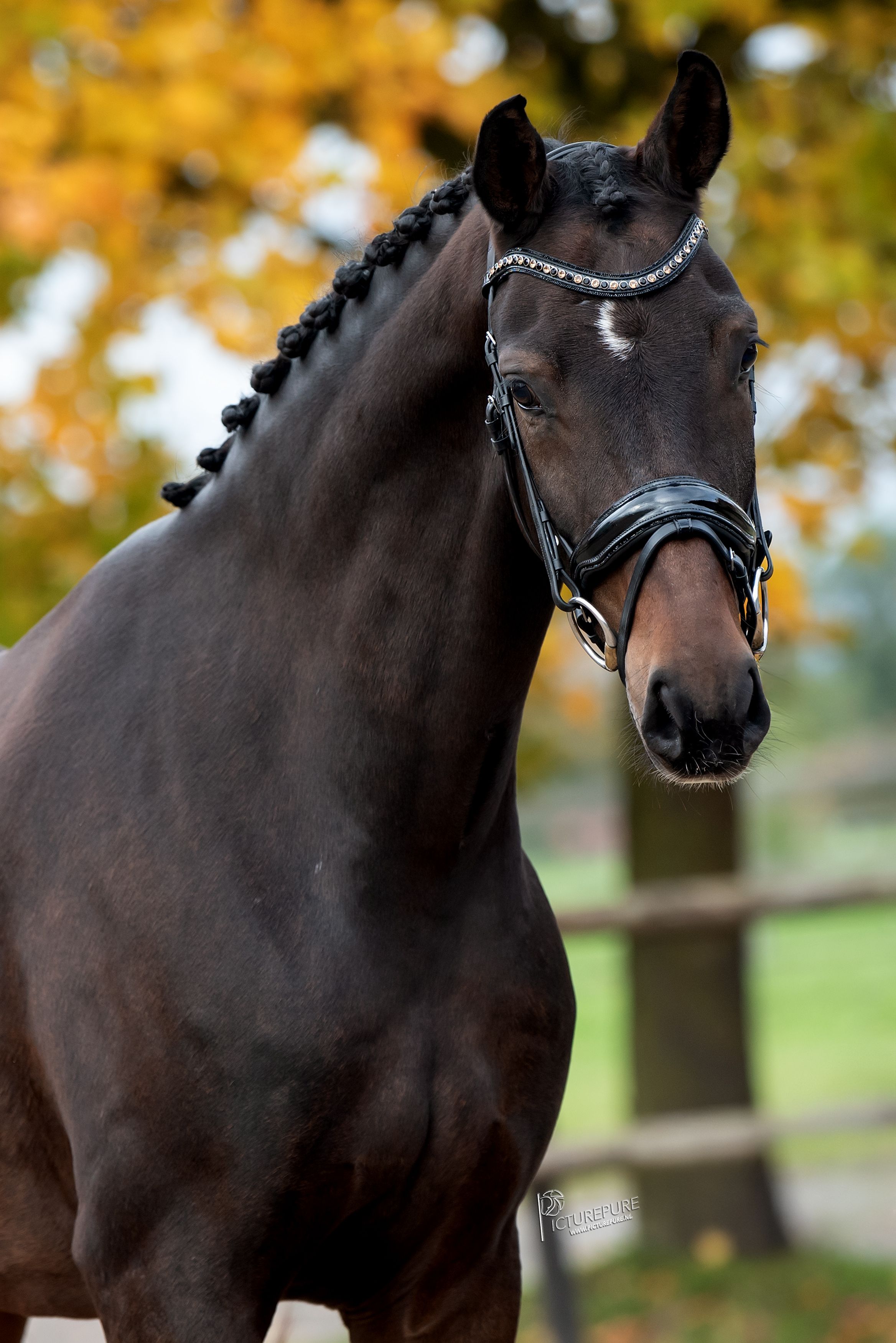 bwp dressuurpaard ruin 6 سنوات donkerbruin للبيع - صورة 5