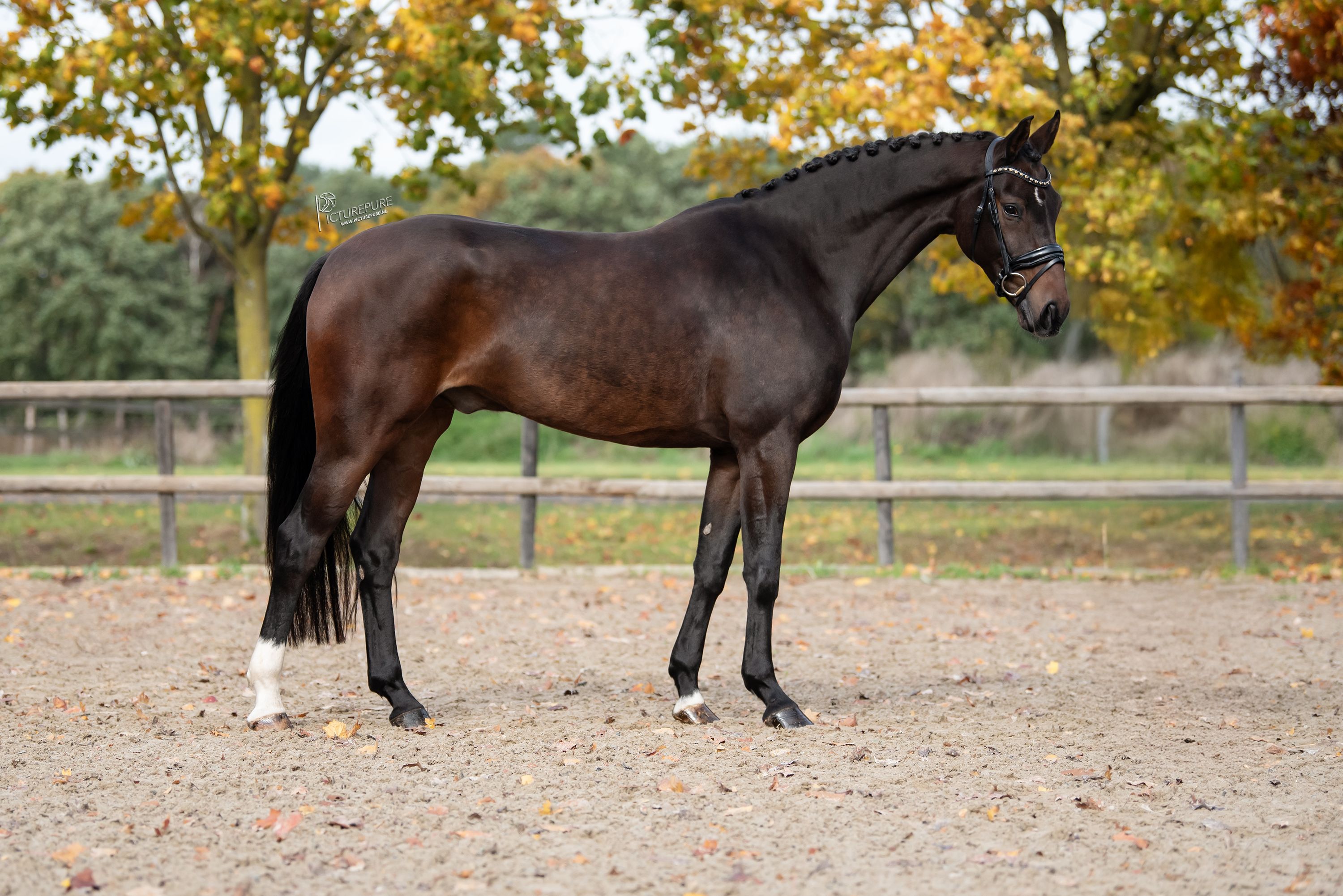 bwp dressuurpaard ruin 6 سنوات donkerbruin للبيع - صورة 6
