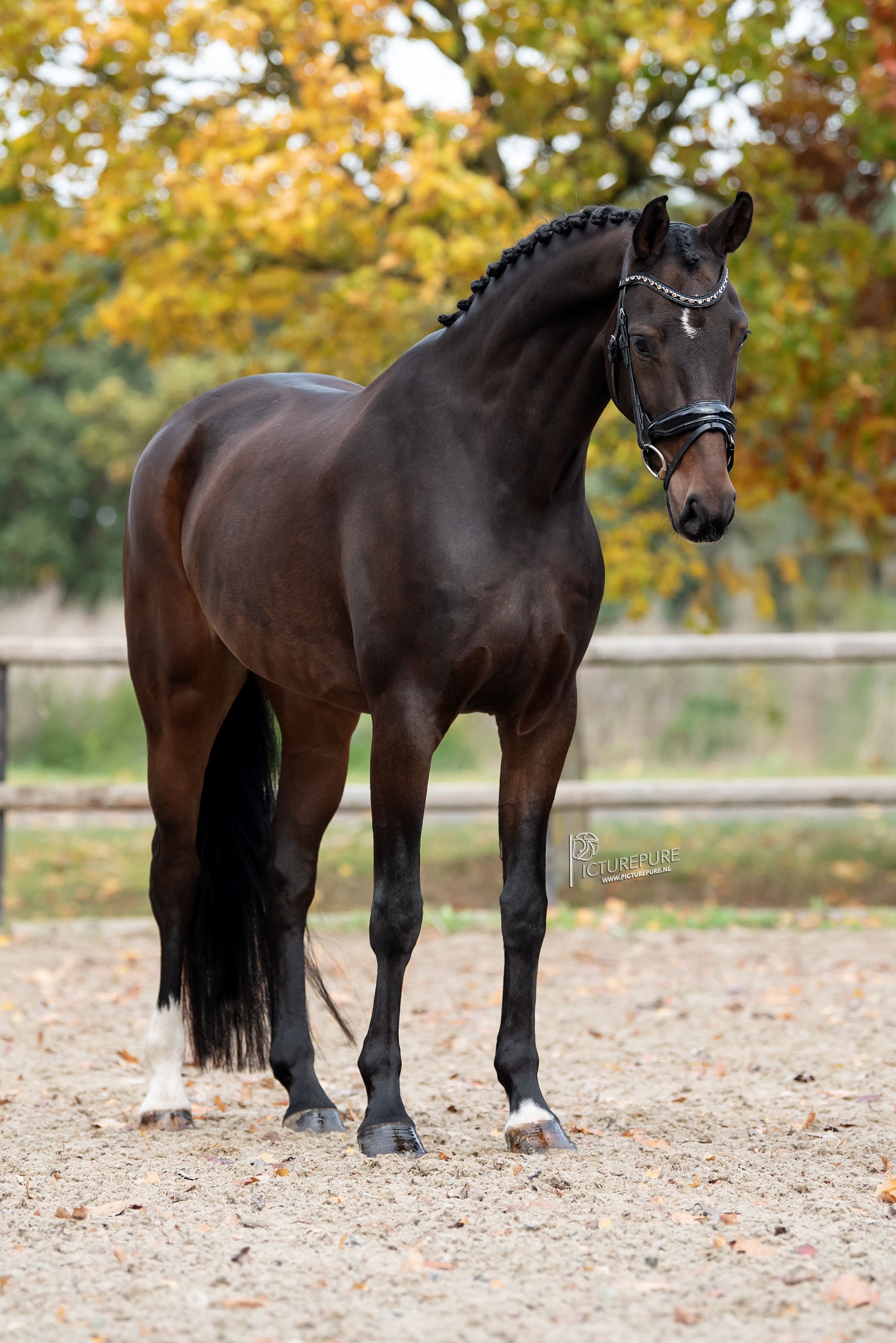 bwp dressuurpaard ruin 6 سنوات donkerbruin للبيع - صورة 2