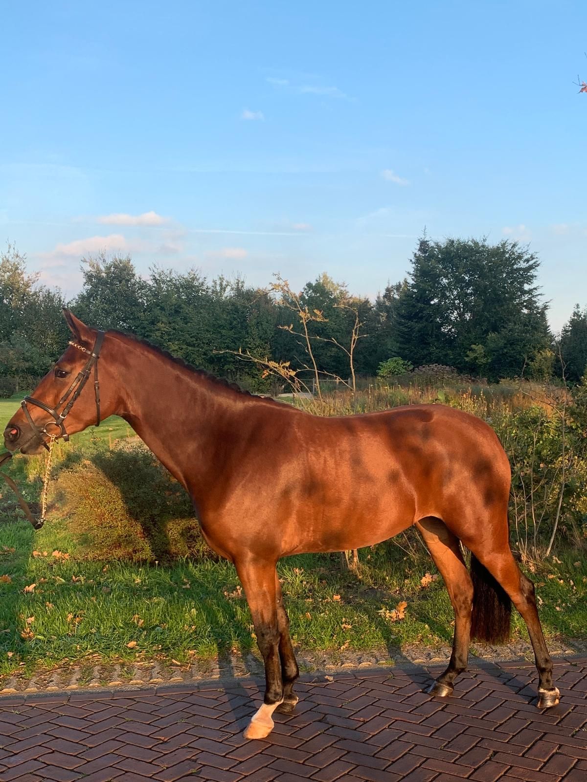 Talented New Forest pony's for sale - C and D size