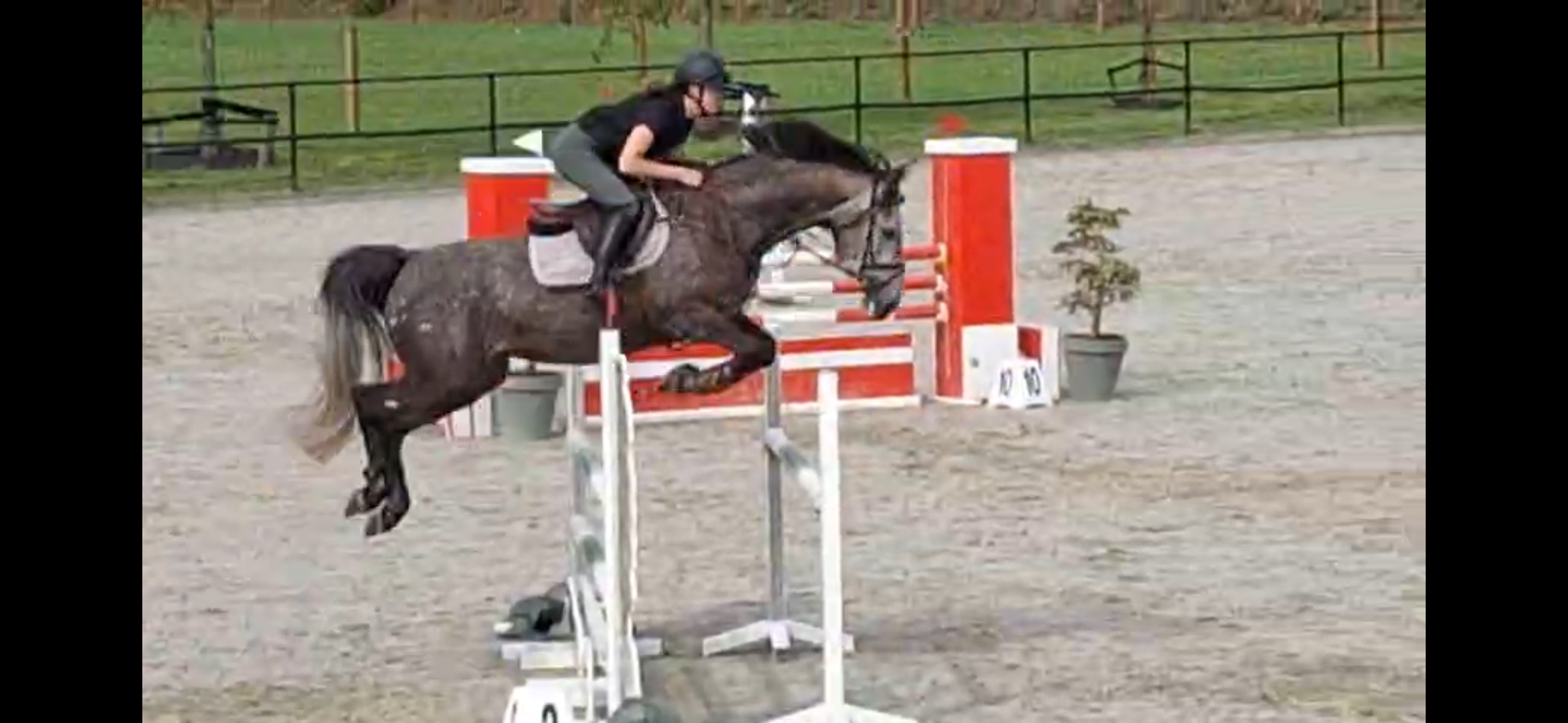anglo-europees springpaard merrie 6 år schimmel till salu - Foto 3