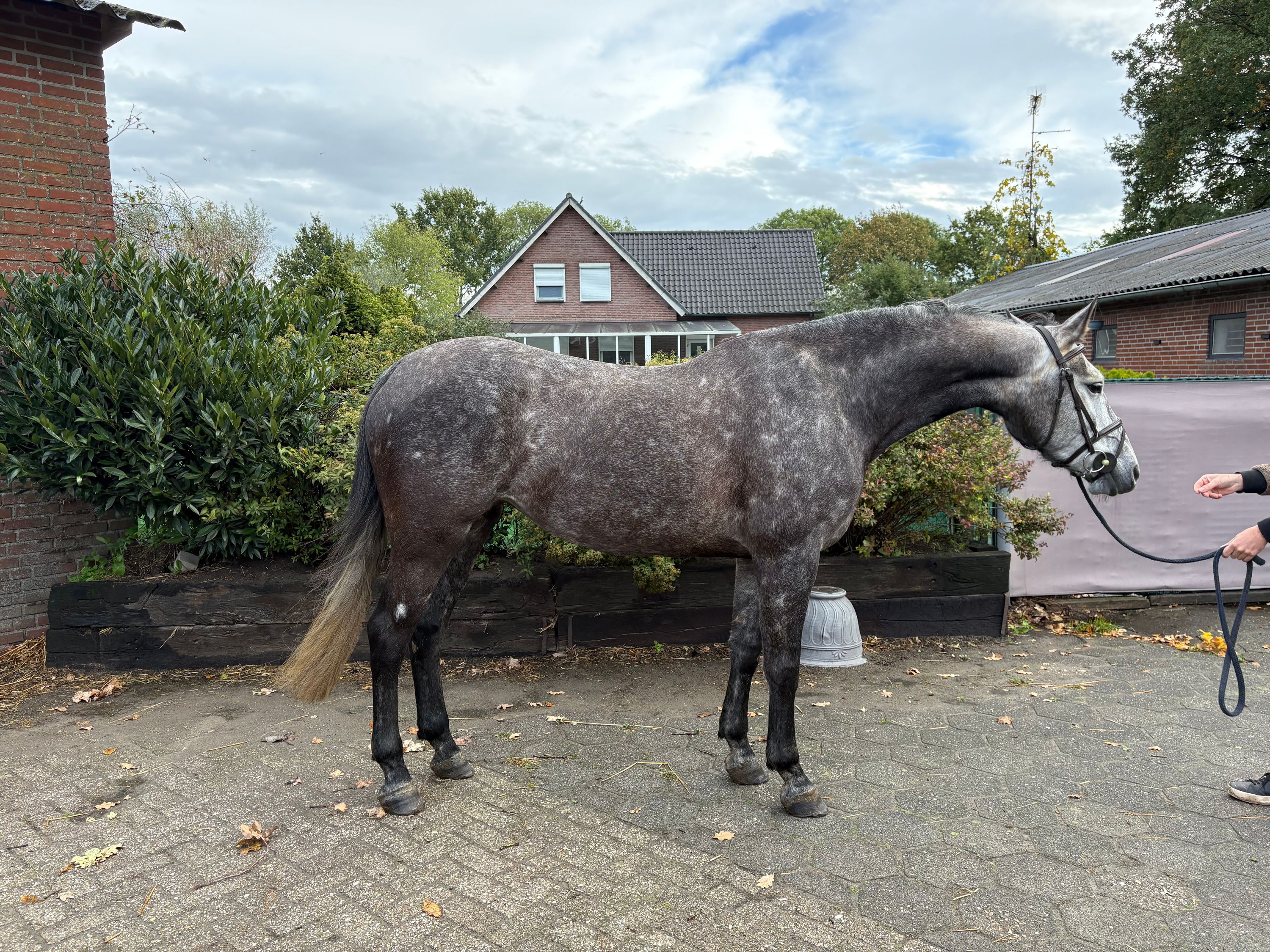 anglo-europees springpaard merrie 6 år schimmel till salu - Foto 2