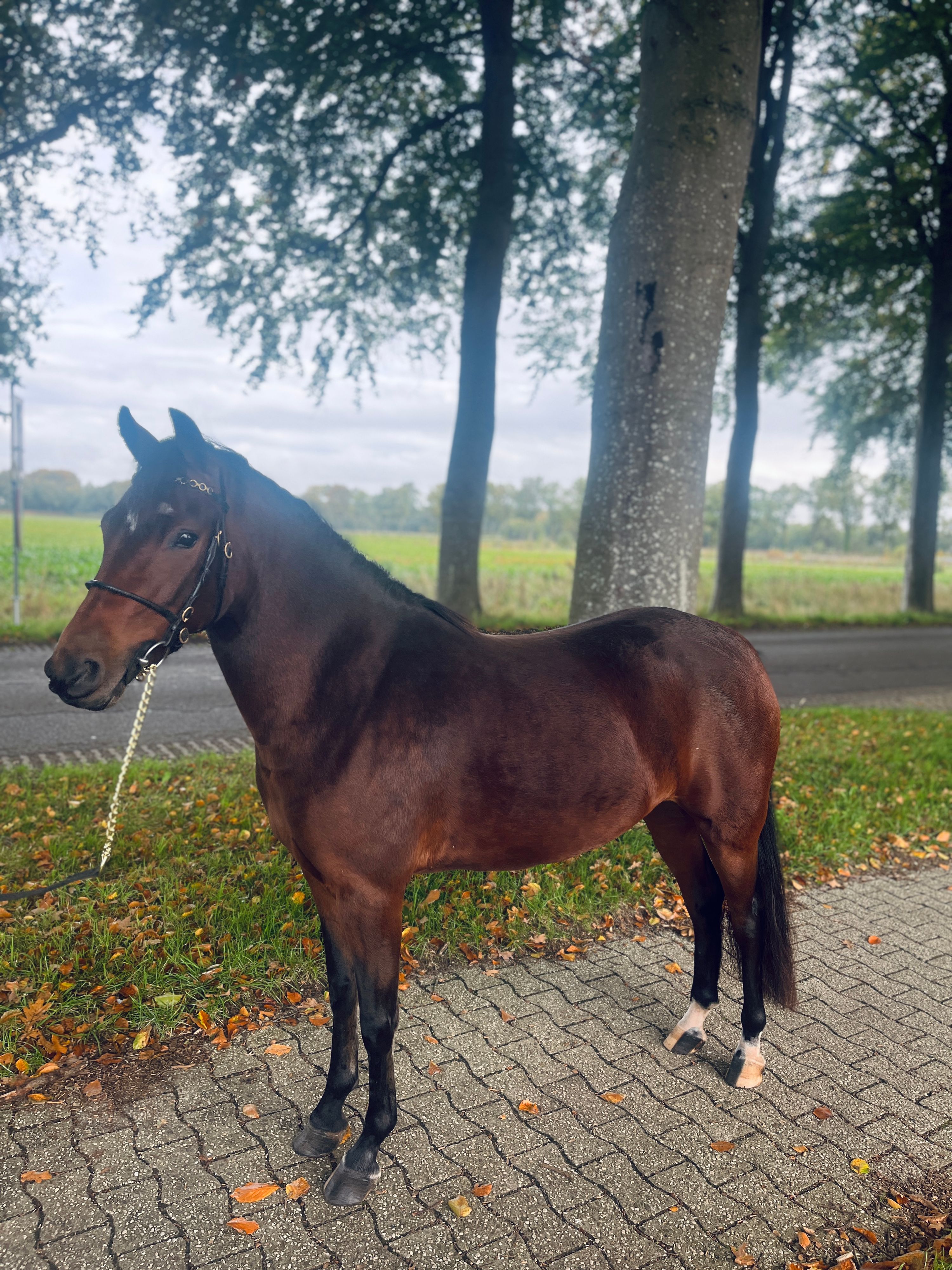 new-forest springpony merrie 3 years old donkerbruin for sale - Photo 2