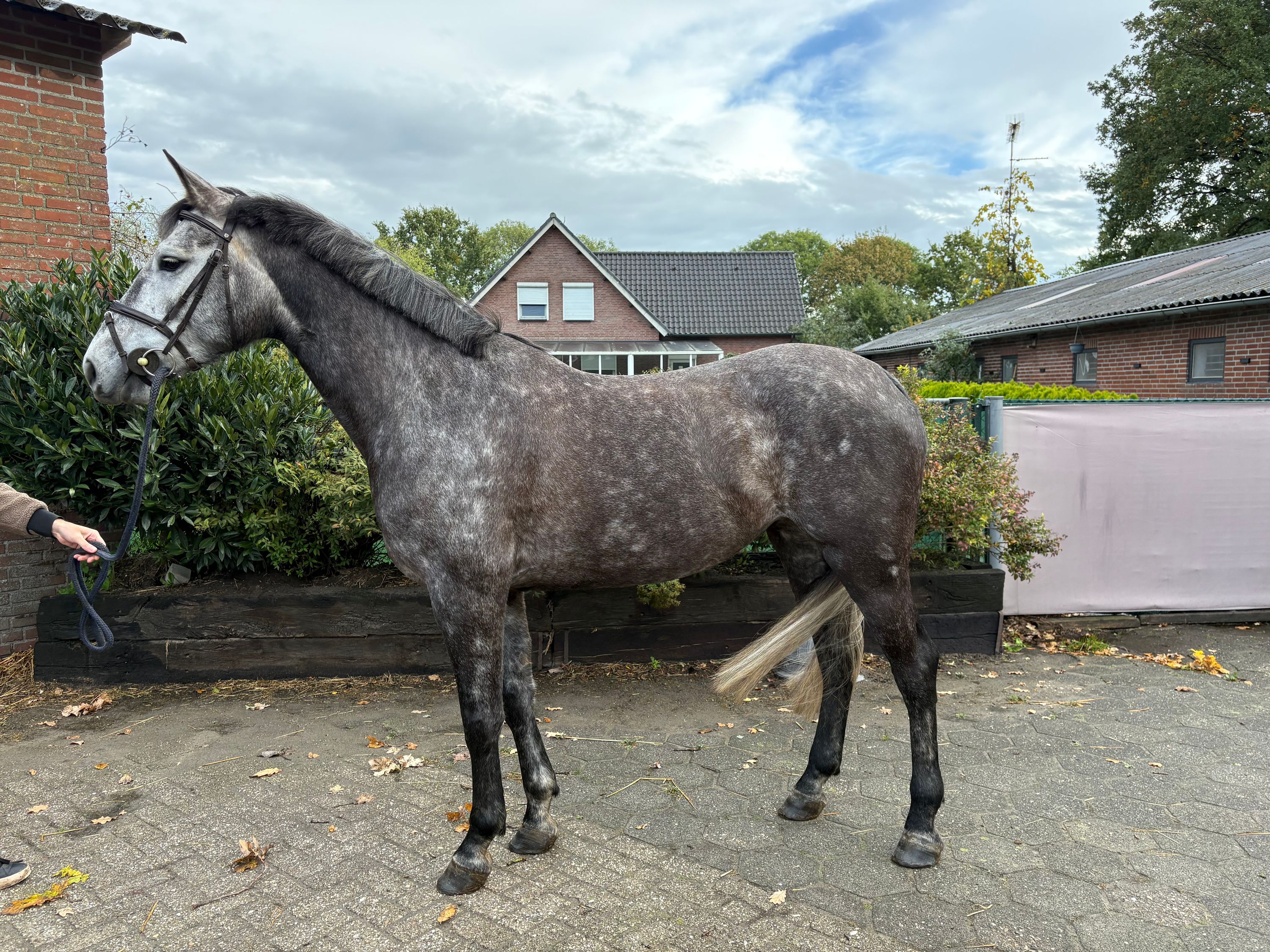 anglo-europees springpaard merrie 6 år schimmel till salu - Foto 4