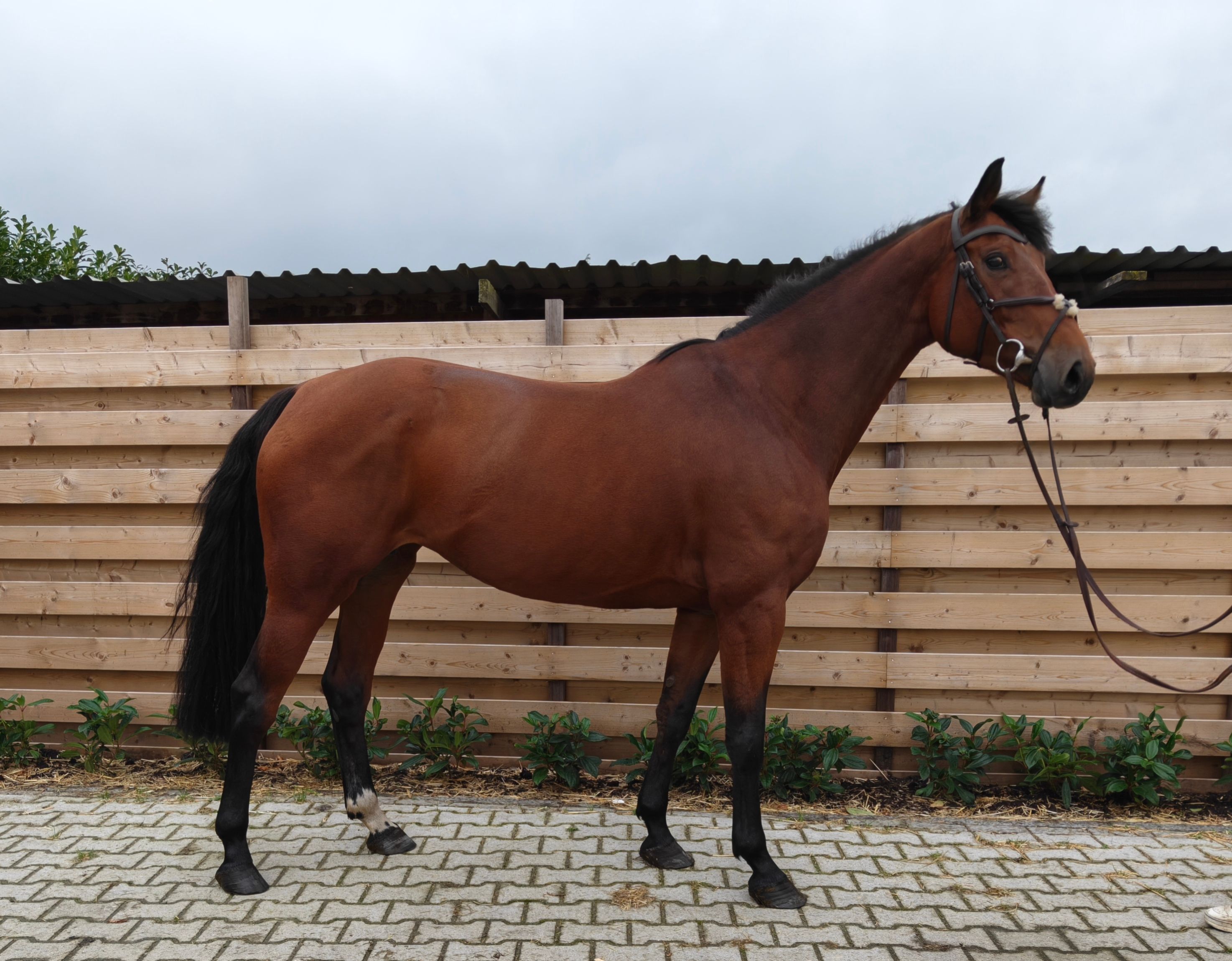 kwpn springpaard merrie 6 år donkerbruin till salu - Foto 3