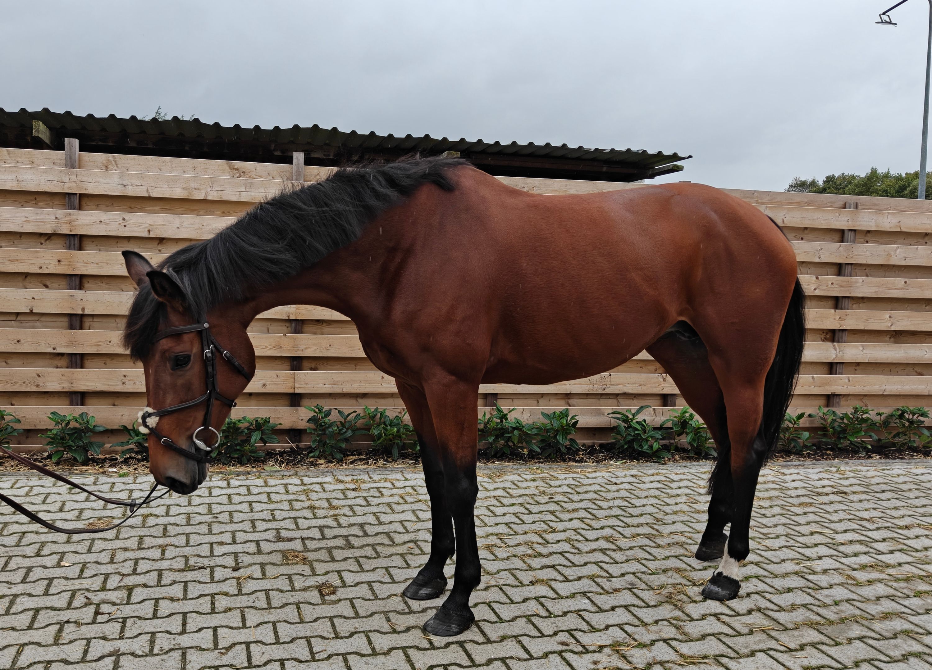 kwpn springpaard merrie 6 år donkerbruin till salu - Foto 5