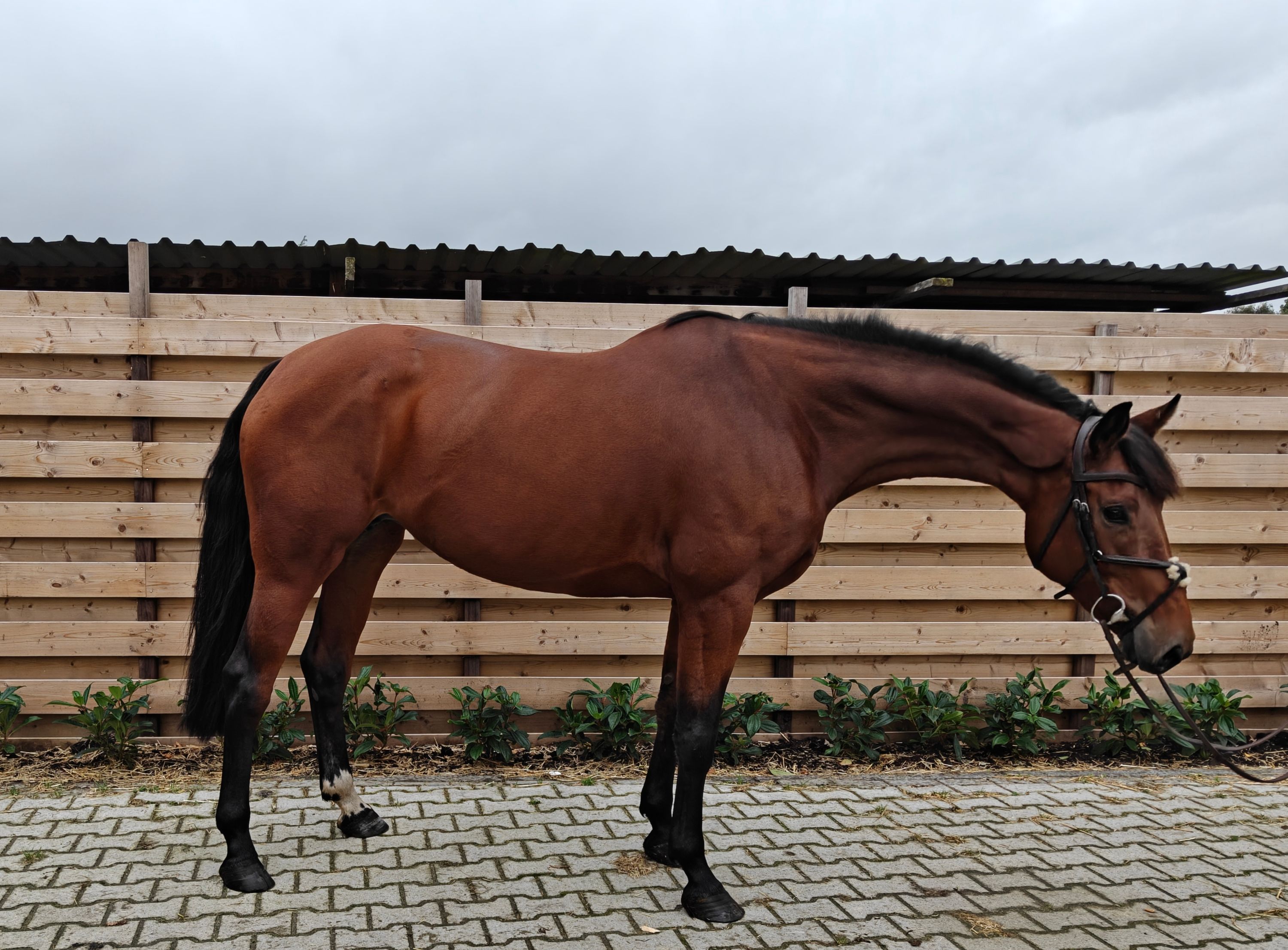 kwpn springpaard merrie 6 år donkerbruin till salu - Foto 4