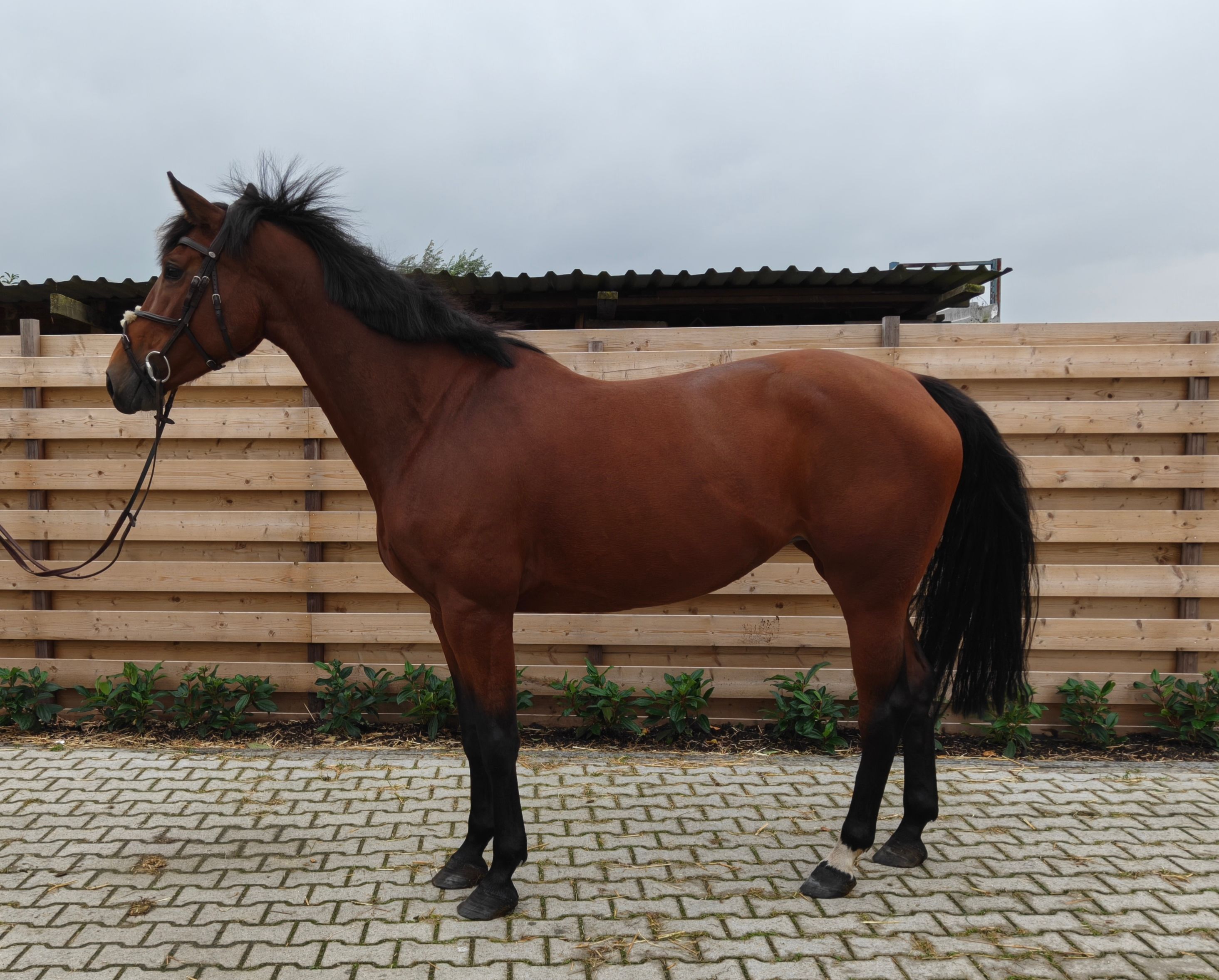 kwpn springpaard merrie 6 år donkerbruin till salu - Foto 2