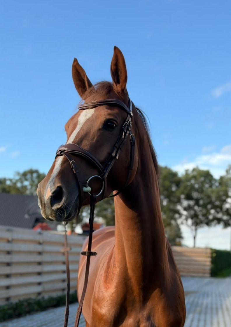kwpn springpaard merrie 6 vuotta vos myytävänä - Kuva 3