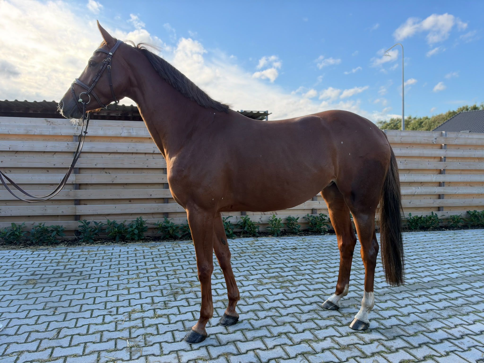 kwpn springpaard merrie 6 vuotta vos myytävänä - Kuva 4