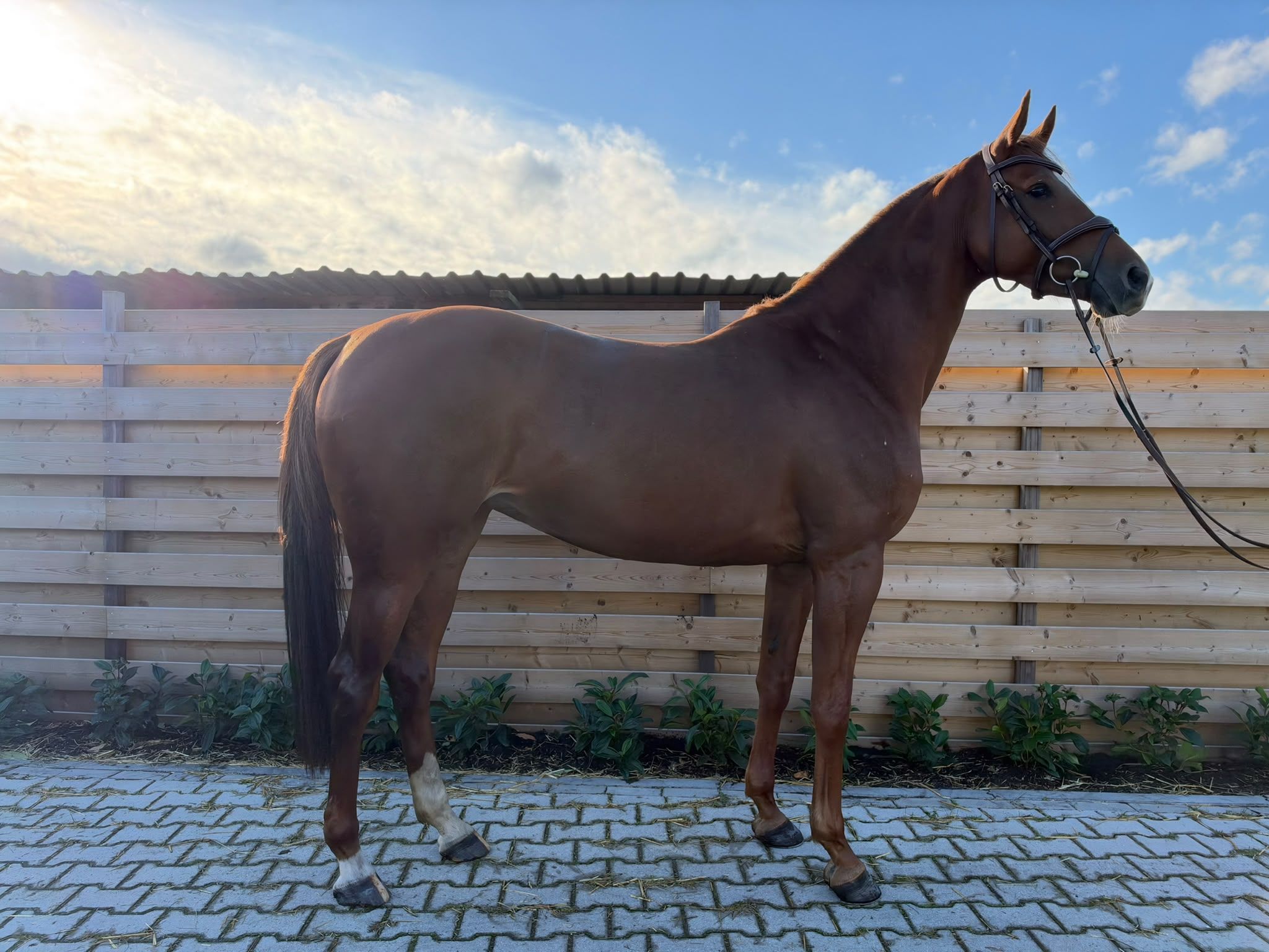 kwpn springpaard merrie 6 vuotta vos myytävänä - Kuva 5